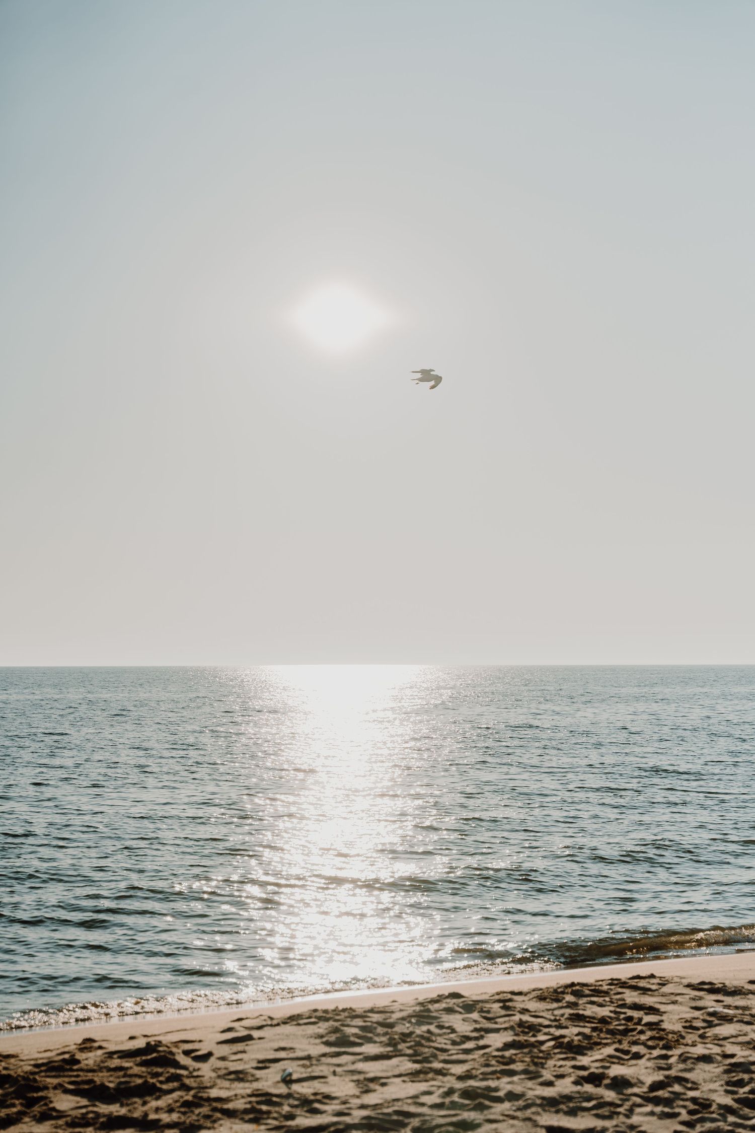 Serene ocean horizon with sunlight reflecting on calm waters and a seabird flying overhead.