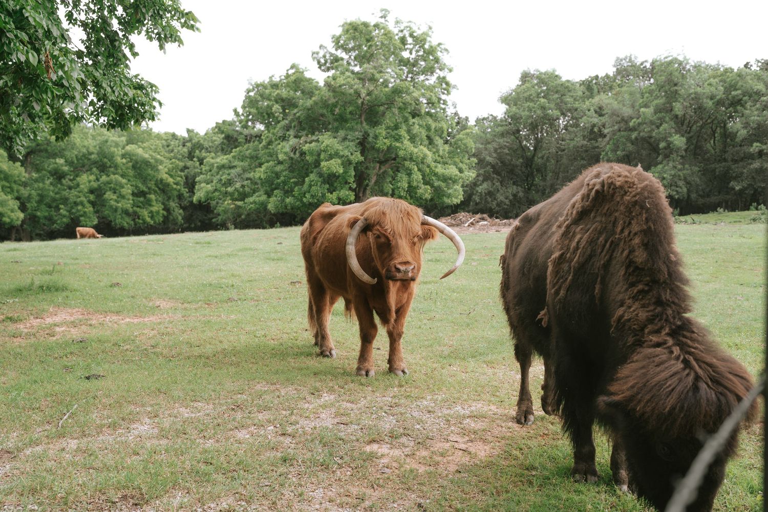 Highland cattle grazing in a green pasture with their distinctive shaggy coats visible.