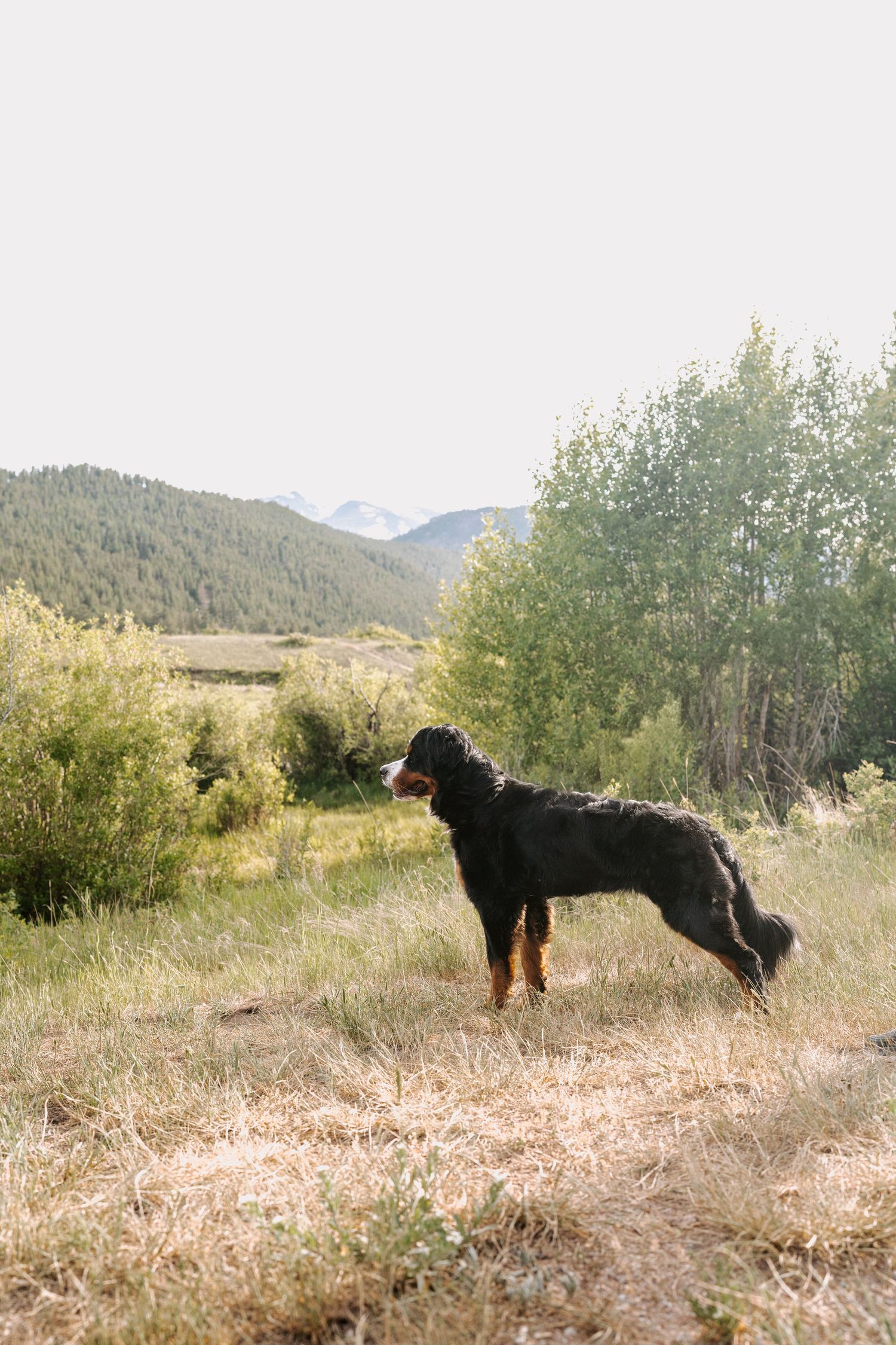 Three Bernedoodle dogs standing alert in a mountain meadow with golden grass.