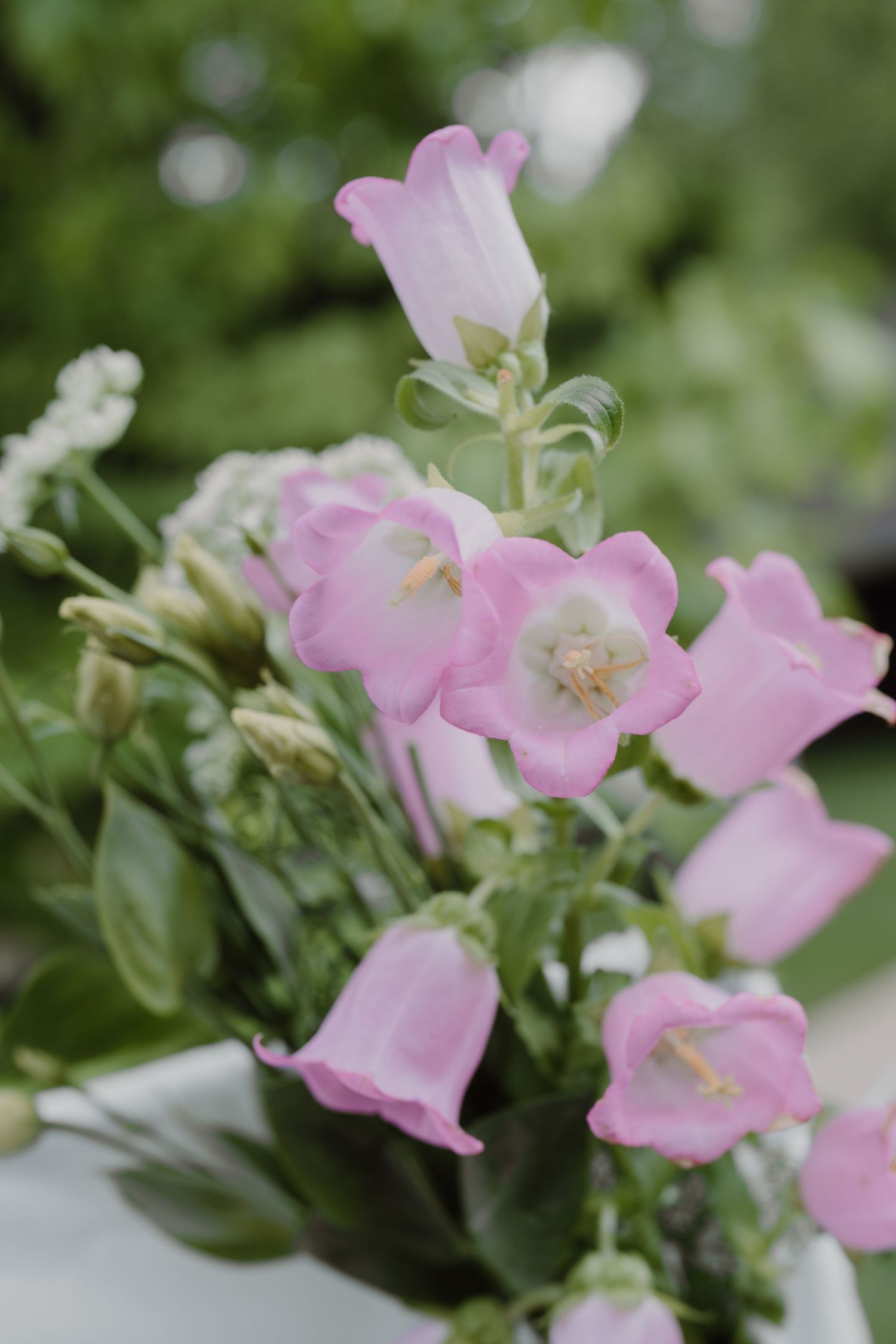Delicate pink flowers with white centers blooming in soft focus.