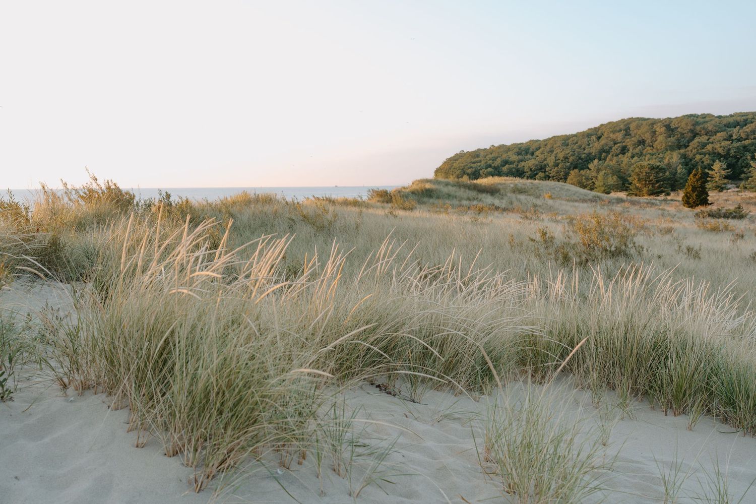 Coastal dunes landscape with beach grass at golden hour.