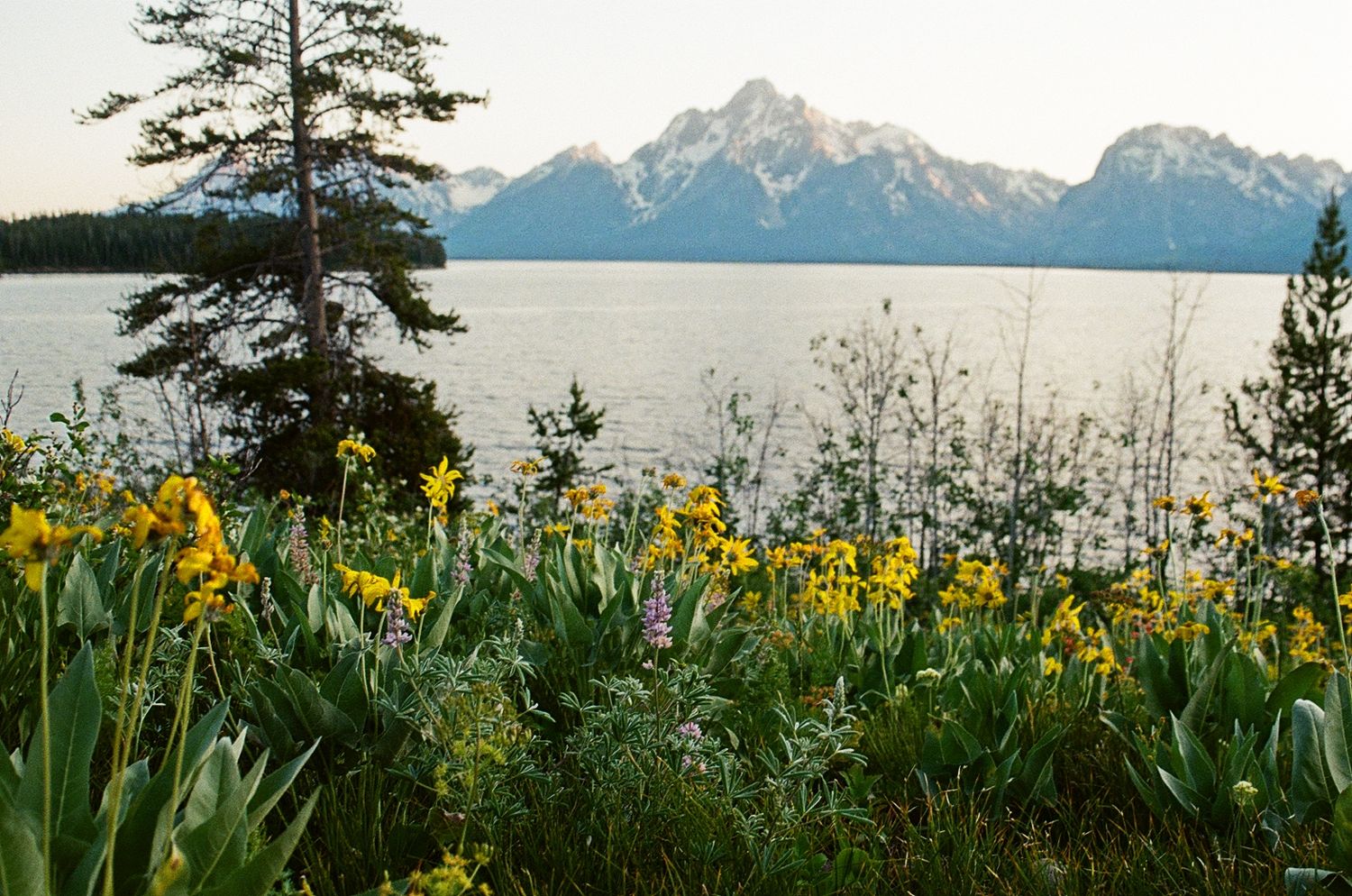 Mountain film photography, Film photos of the Grand Tetons National Park during wildflower season, film photography, Emily Earll Photos