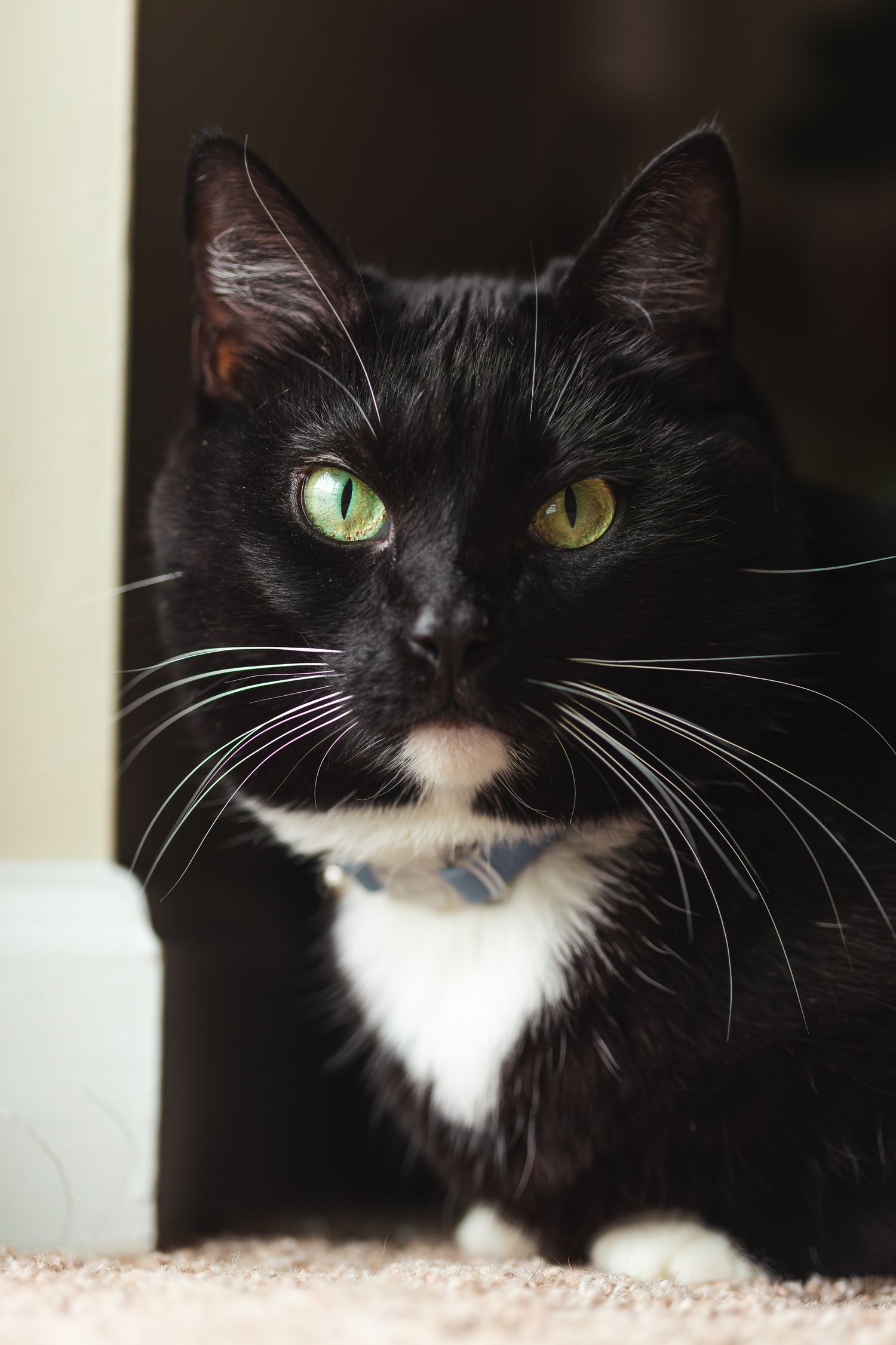 Close-up portrait of a black and white cat with bright green eyes peering from behind a wall.