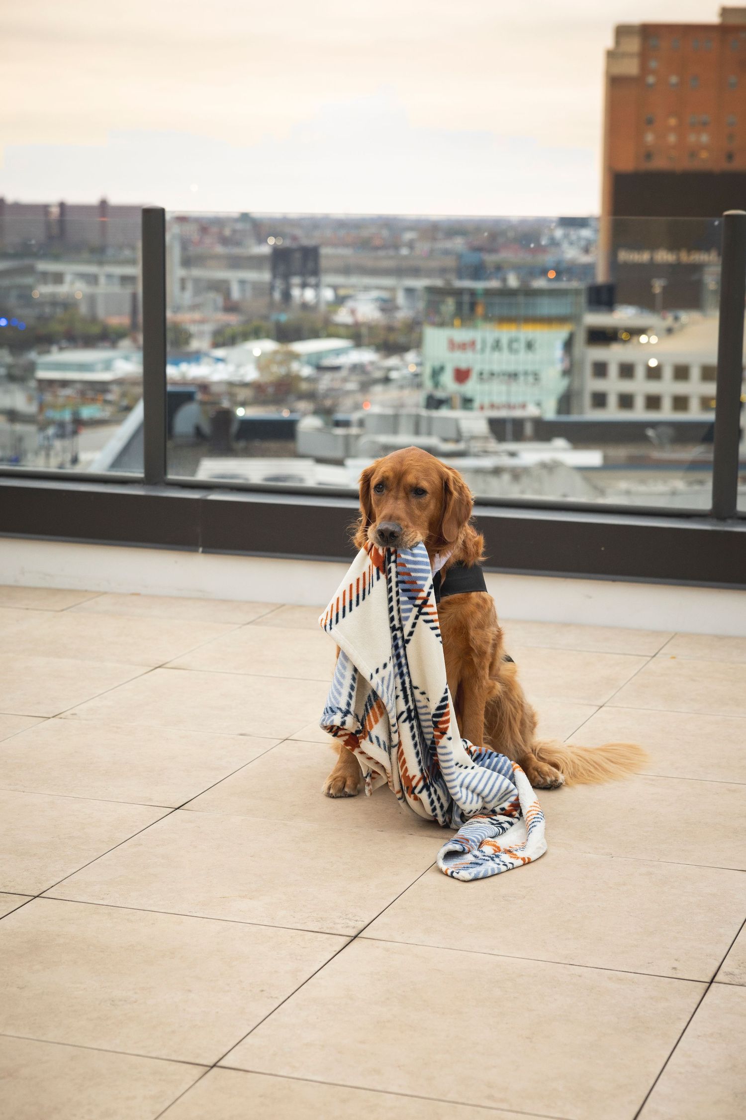 Golden retriever wearing a bow tie sits next to patterned shoes on an urban rooftop terrace.