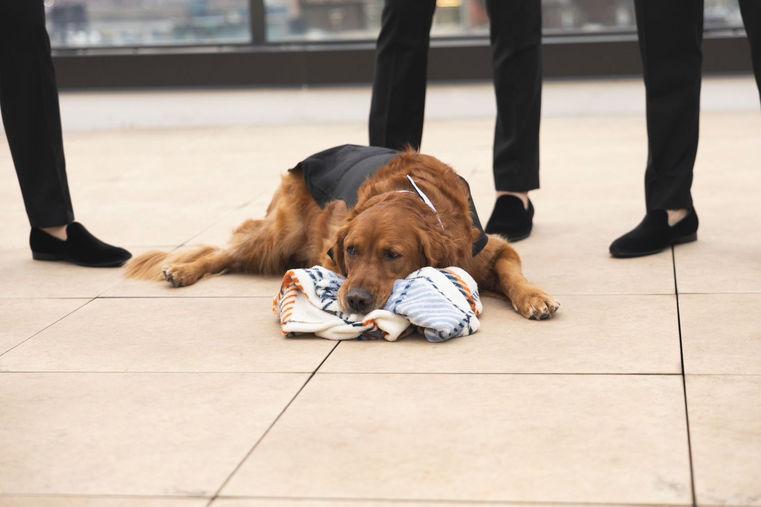 Golden retriever dog in formal attire sitting on an outdoor terrace.