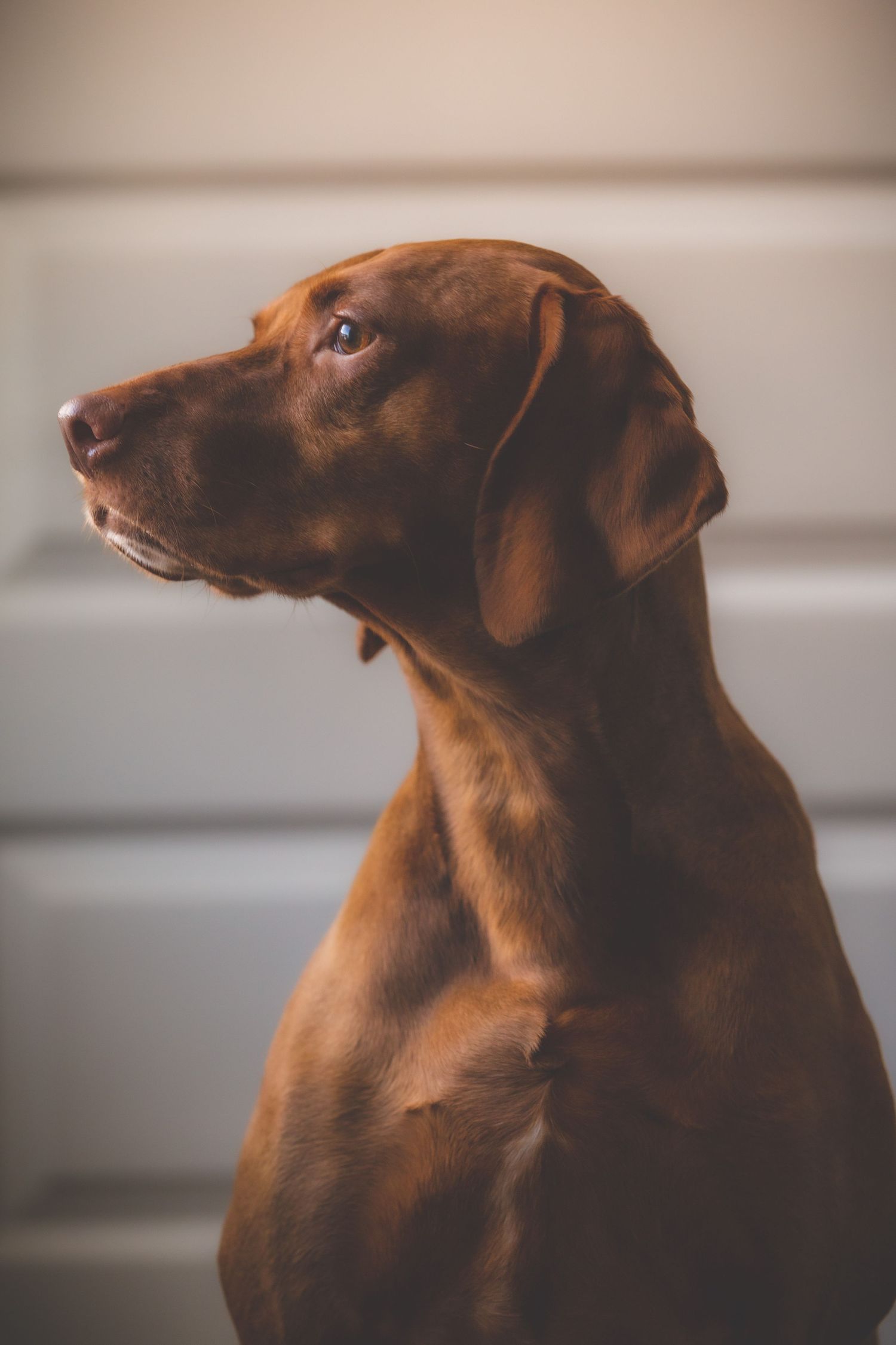 Series of profile shots showing a chocolate lab's head against neutral background.