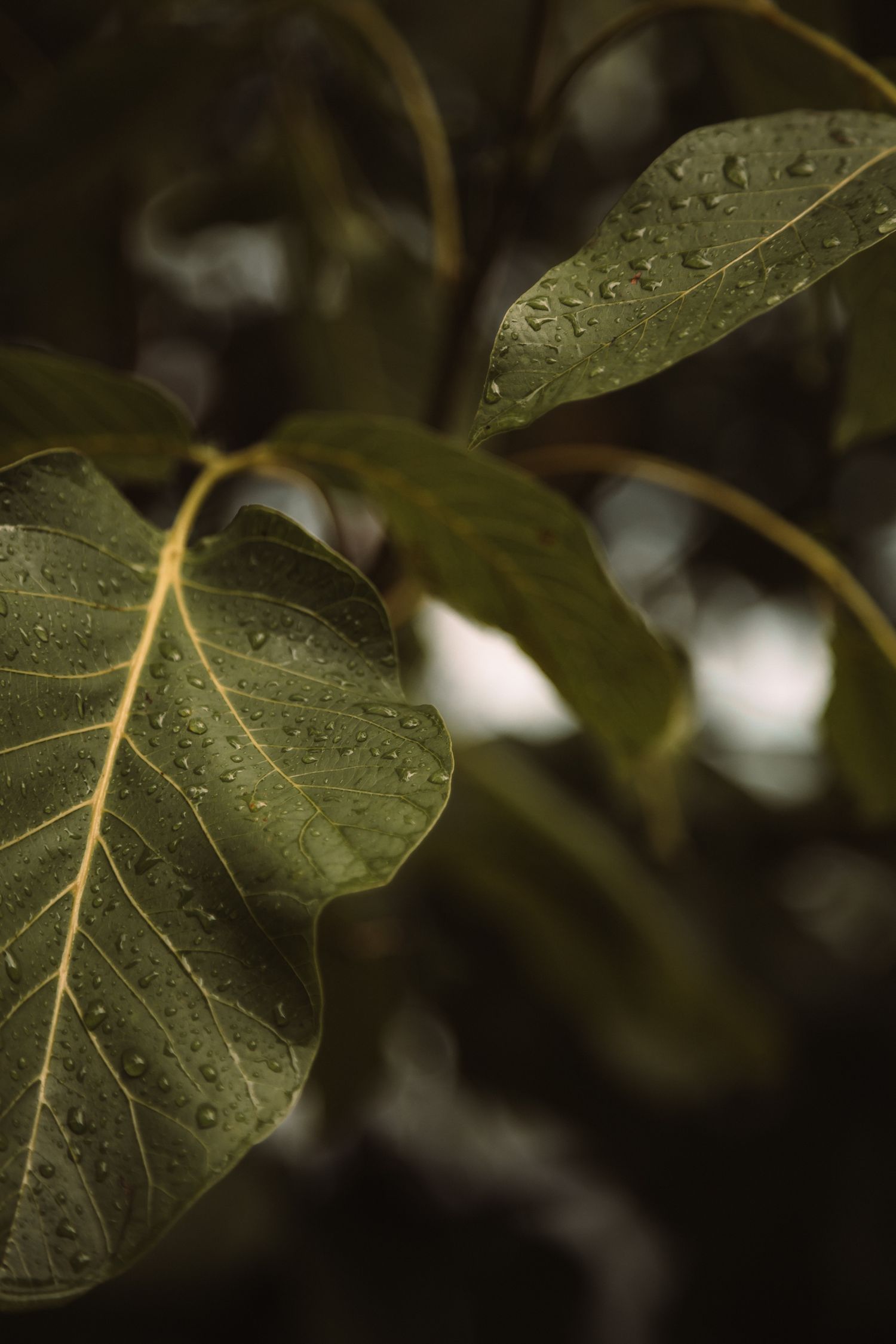 Naturopathie et détox à la Motte Servolex