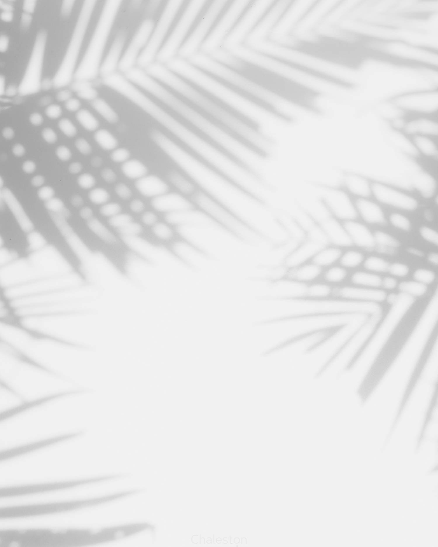 Soft shadows of tropical palm leaves cast on a white wall creating a serene natural pattern.