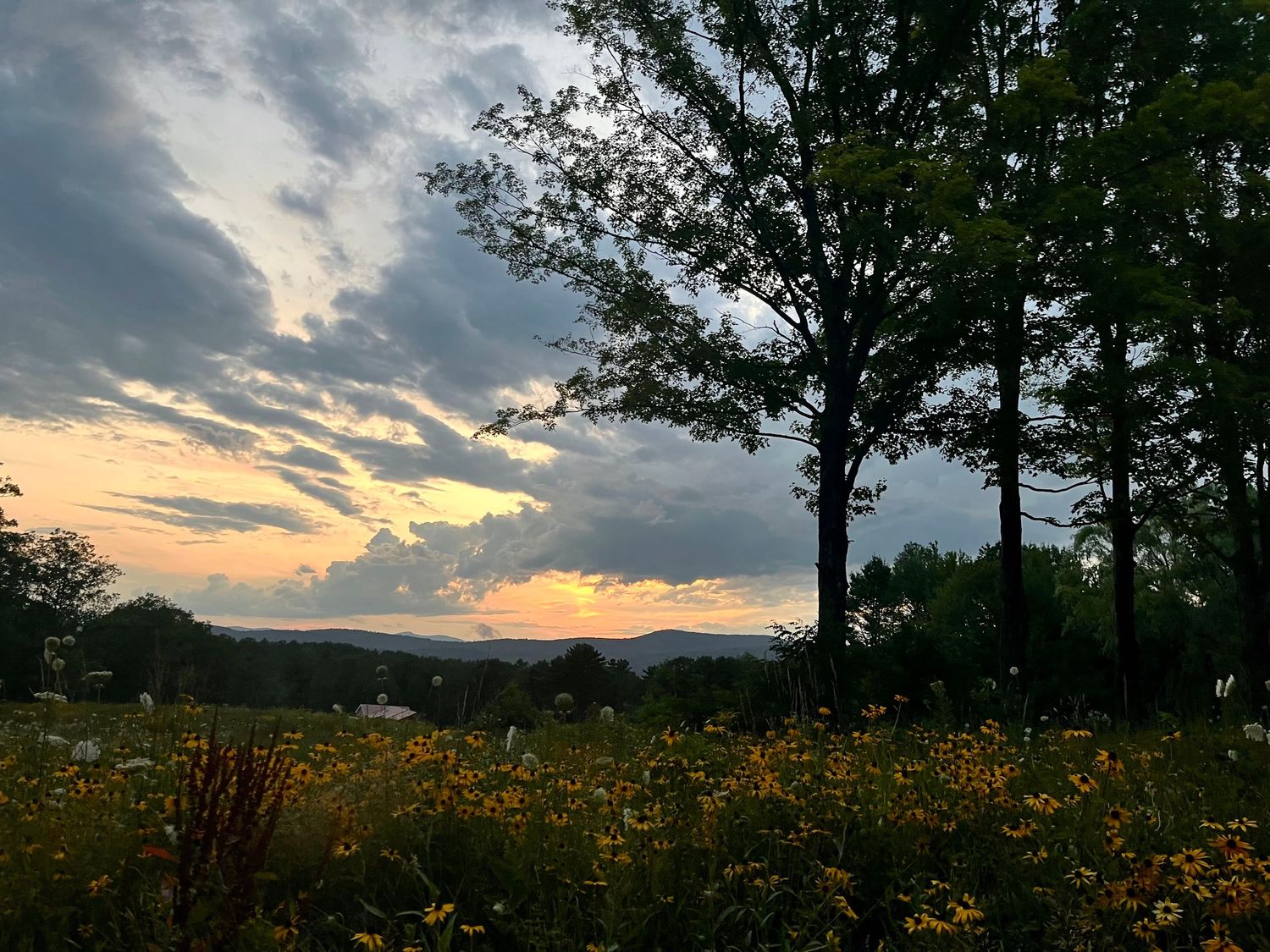 Panoramic sunset view over rolling hills with silhouetted trees and golden clouds.