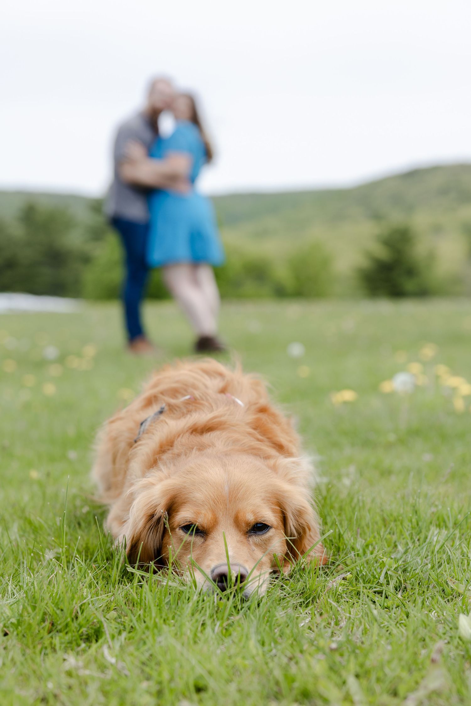 Golden retriever dog lying in green grass with couple embracing in blurred background outdoors.