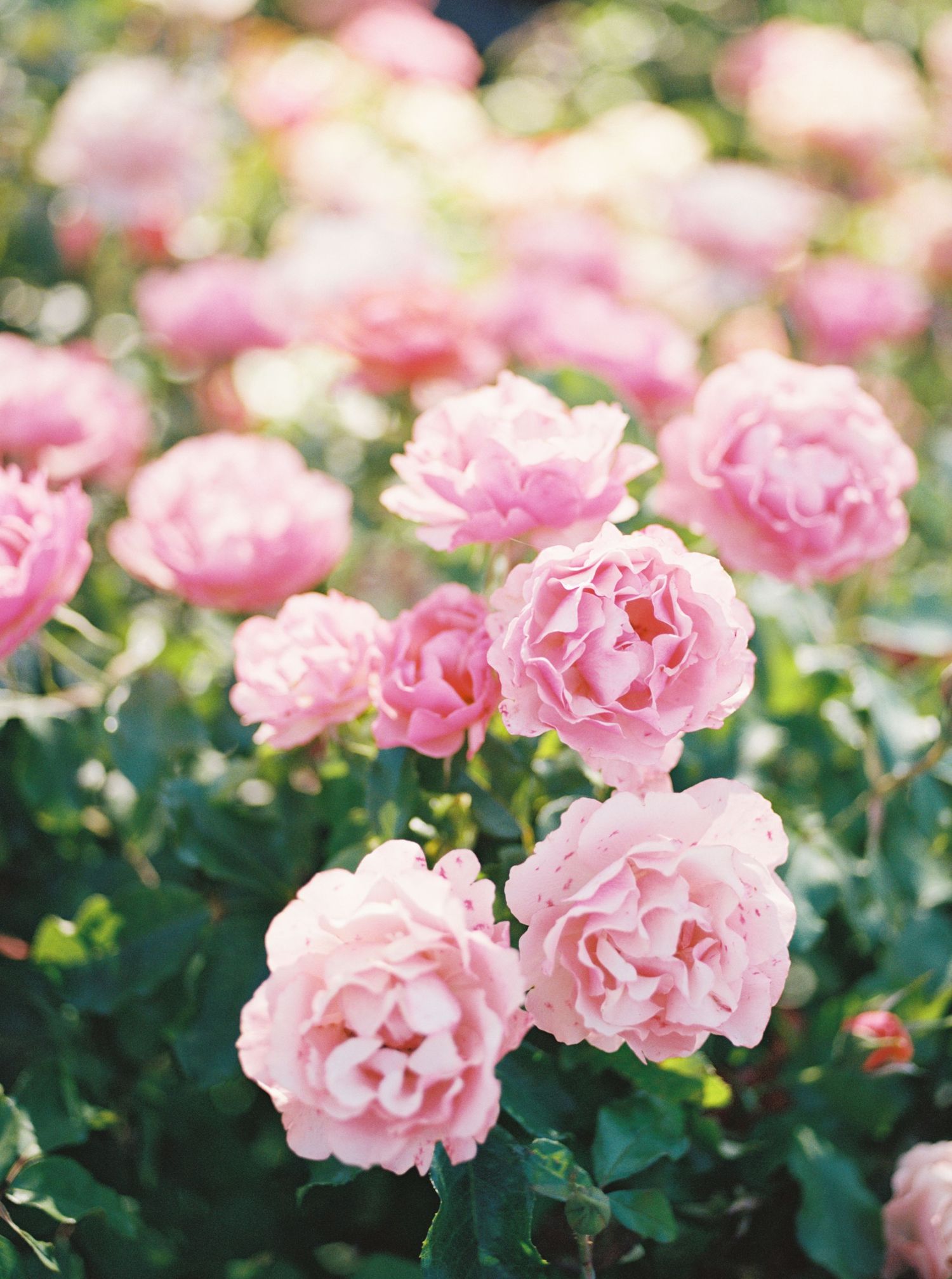 Beautiful pink garden roses in full bloom with soft petals and green foliage in natural sunlight.