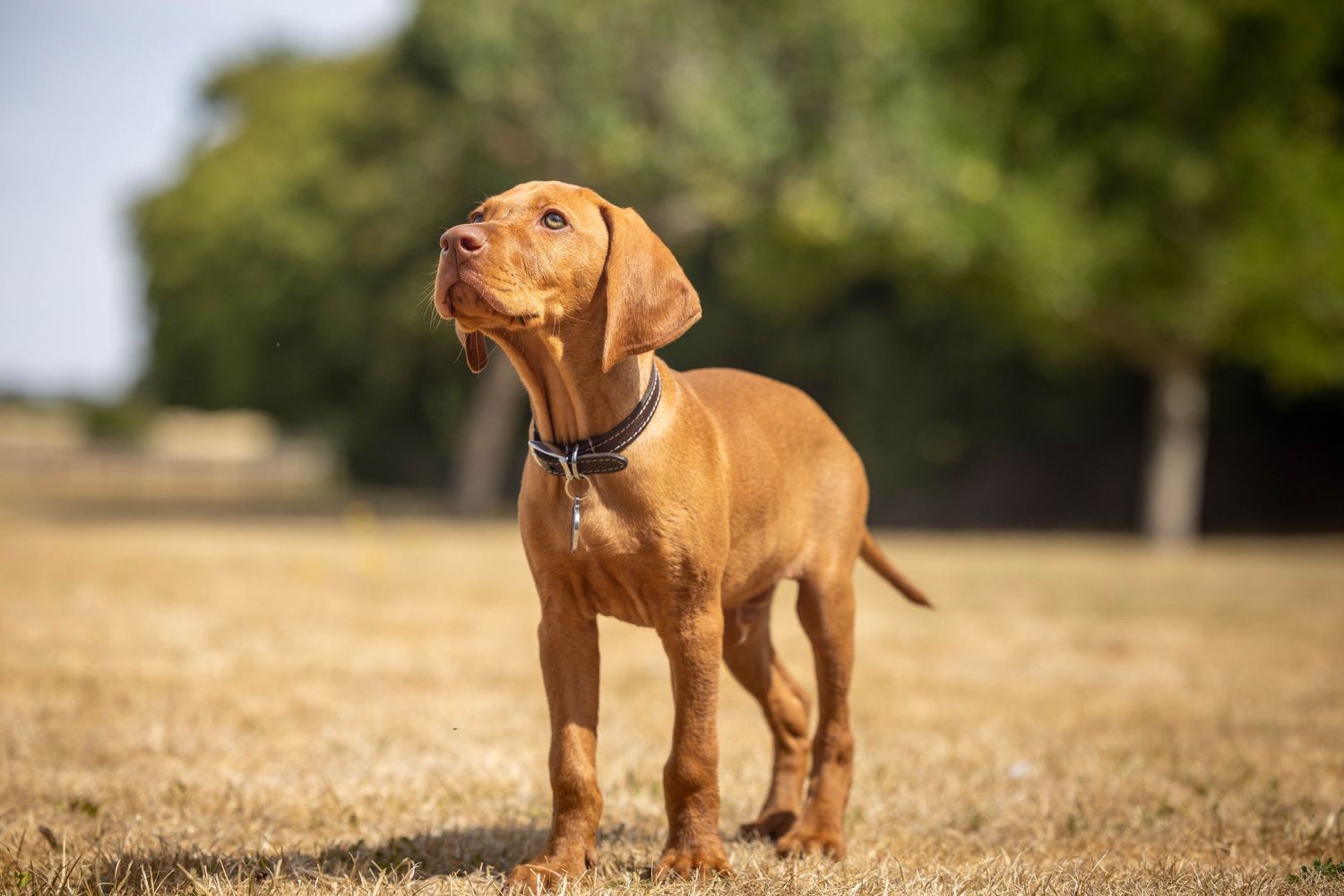 Professional image taken by annakcaptures featuring: a puppy in a field