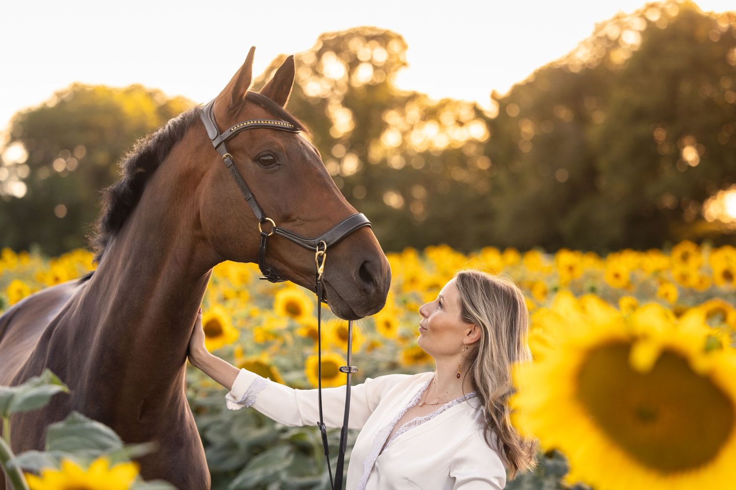 Professional image taken by annakcaptures featuring: Brown horse in the sunflower fields at golden hour