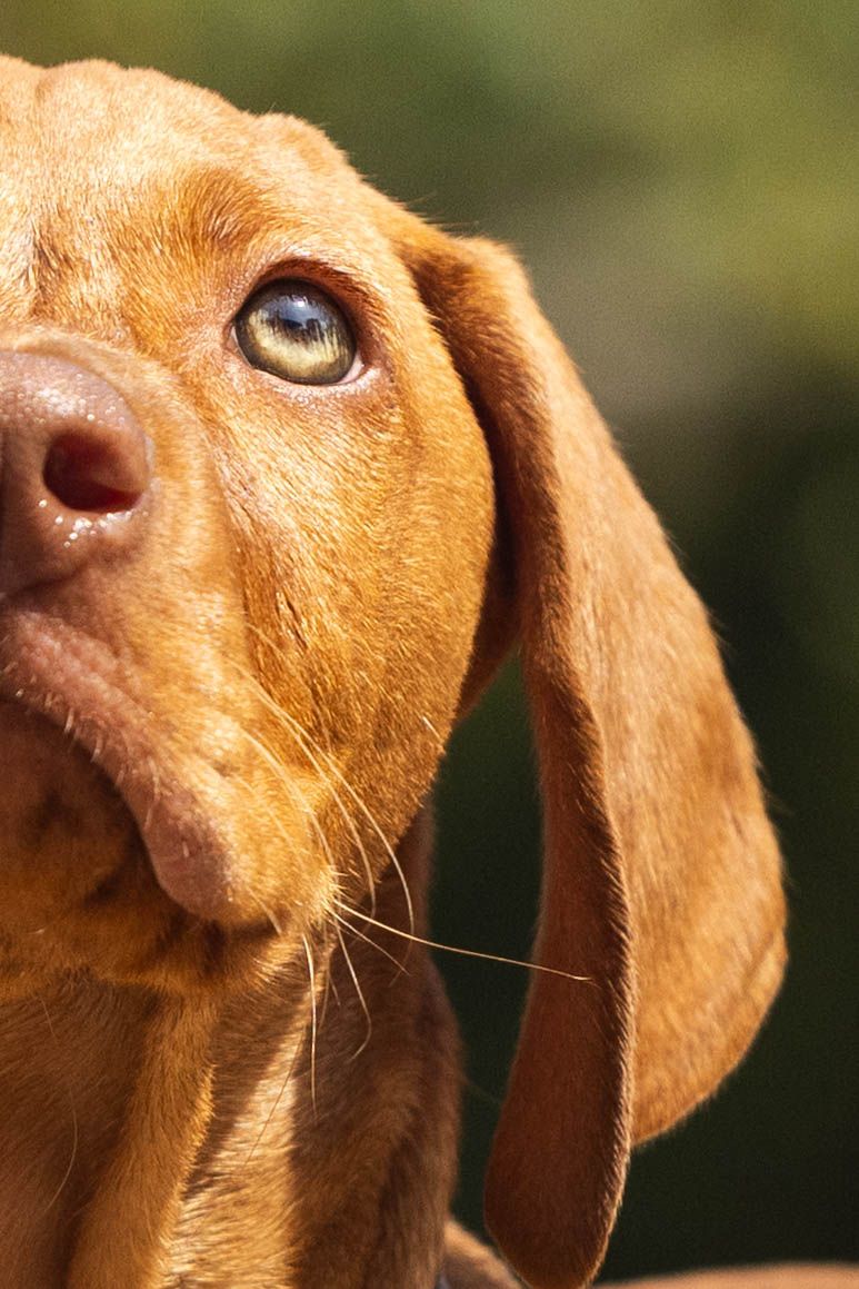 Professional image taken by annakcaptures featuring: a close up of half a puppy's face, close attention paid to the emotion of the eye