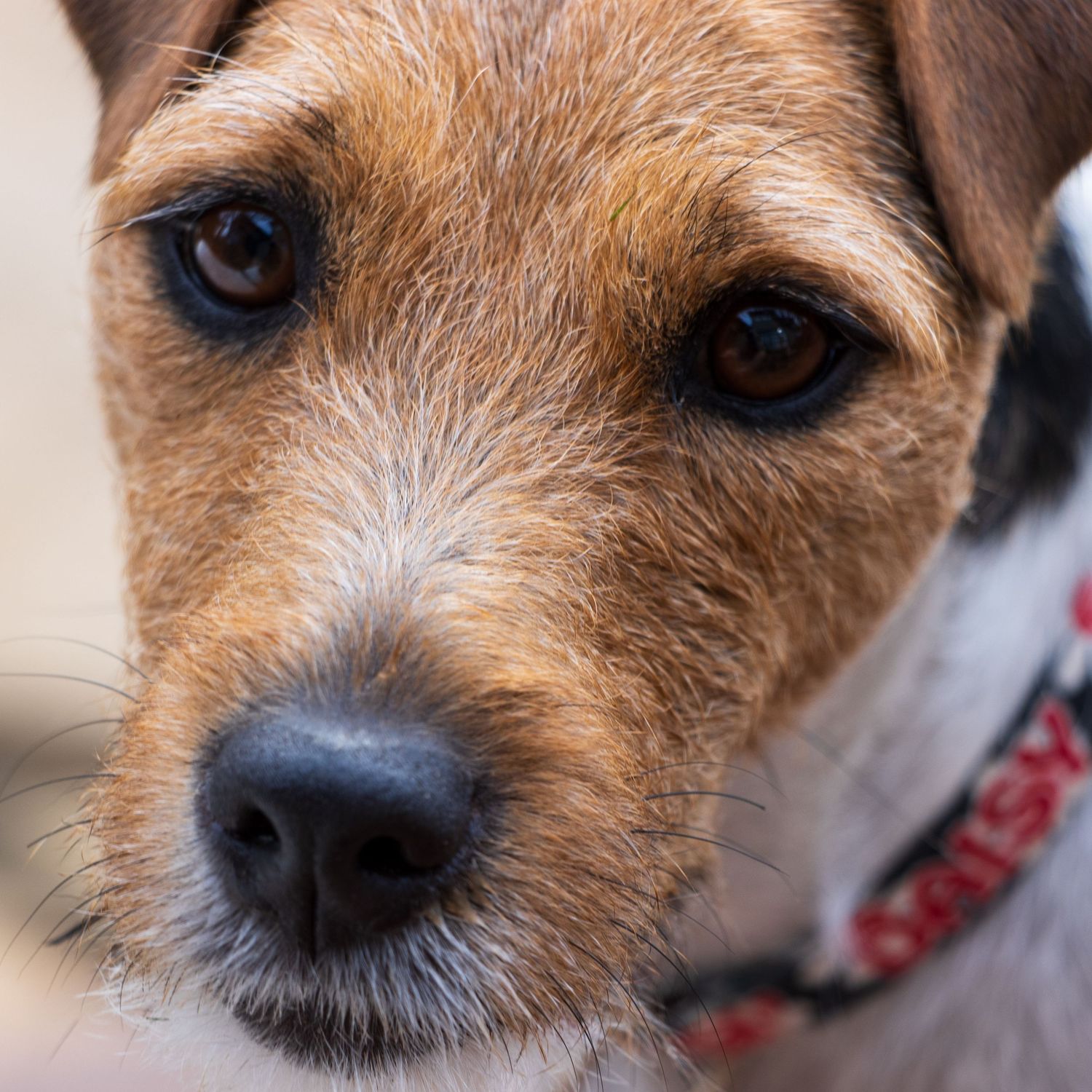 Close-up portrait of a brown and white Jack Russell Terrier wearing a red collar.