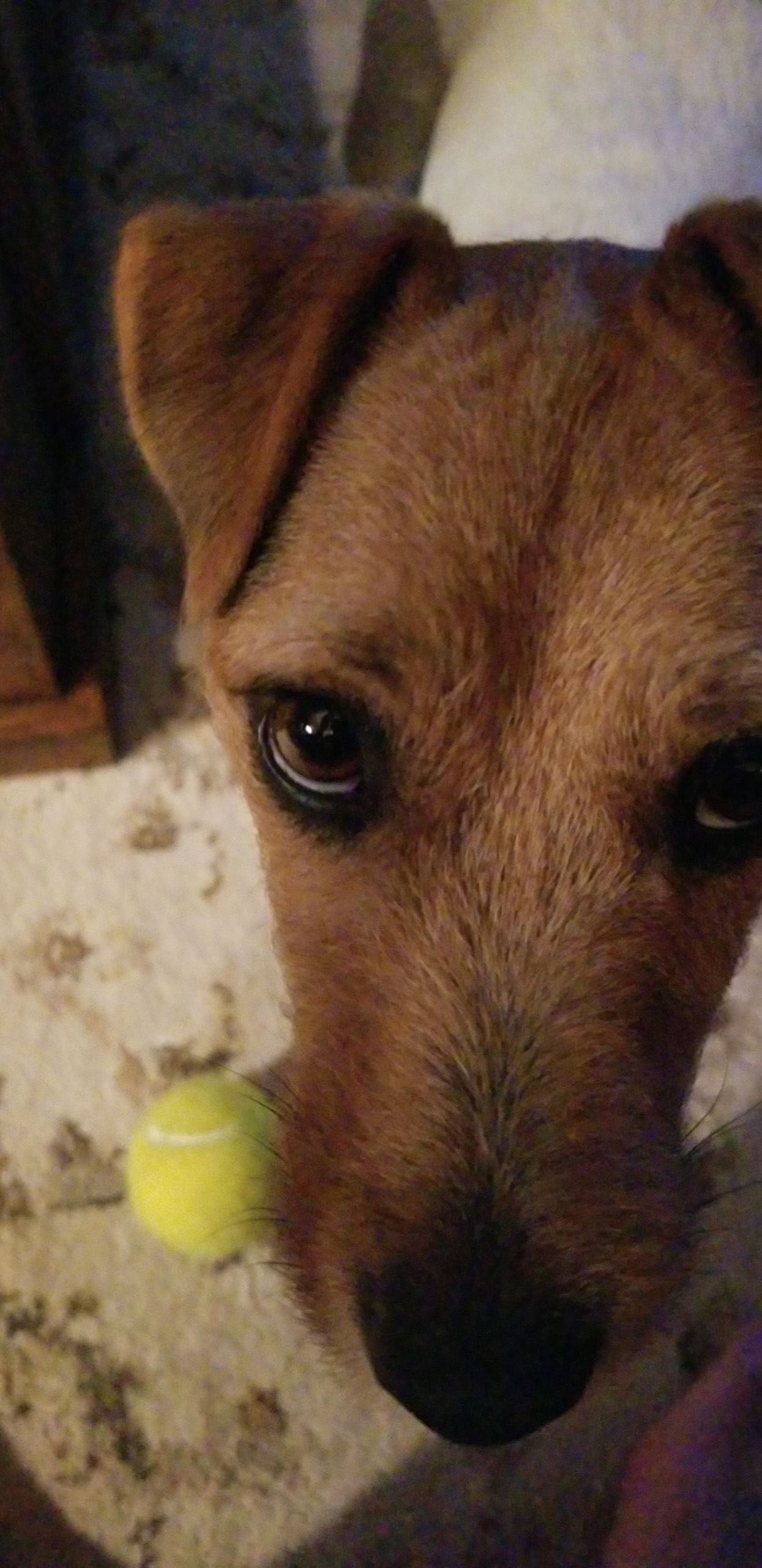 Close-up of a brown Jack Russell Terrier dog with soulful eyes next to a yellow tennis ball.