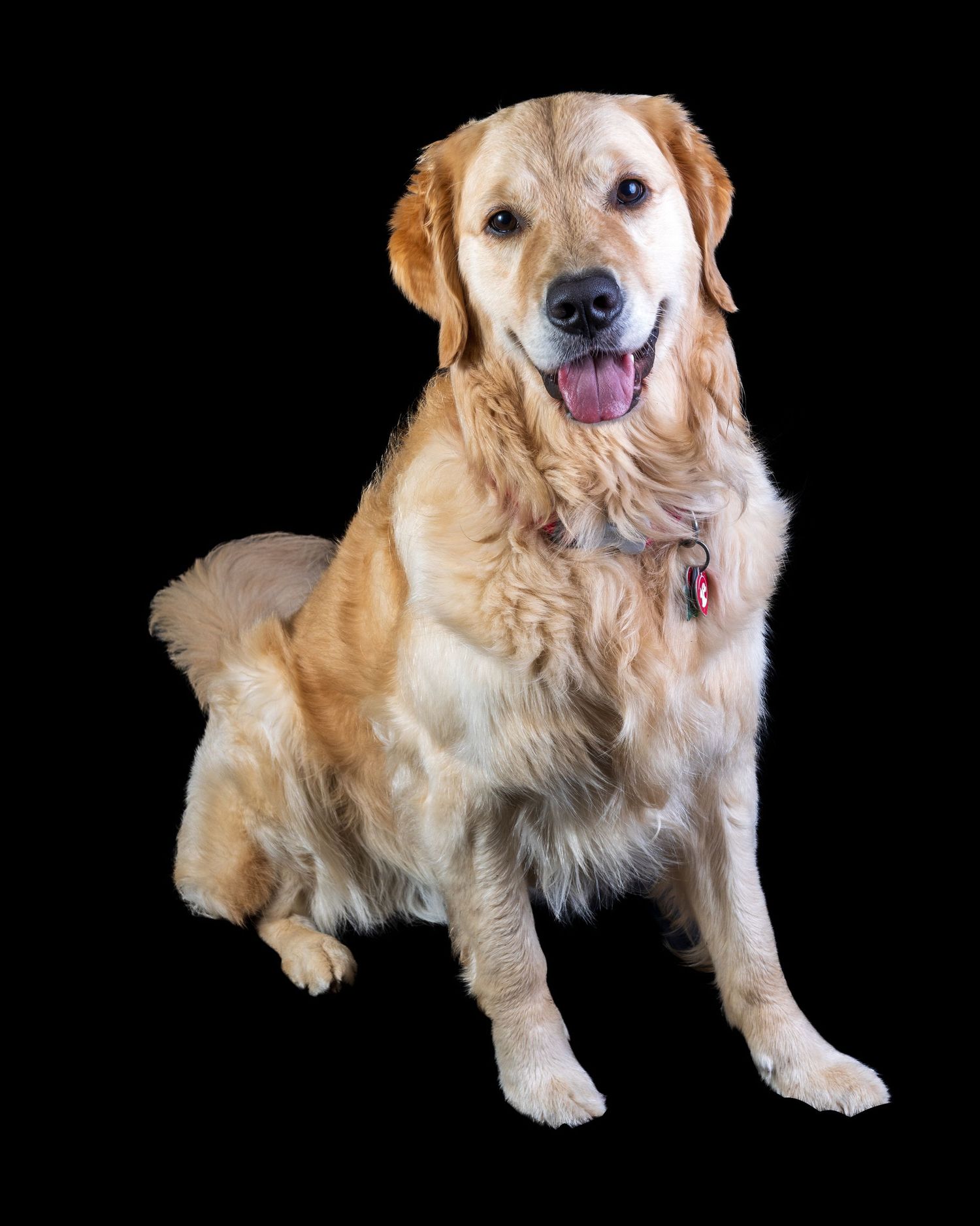 A happy Golden Retriever sits with mouth open and tongue out against a black background.