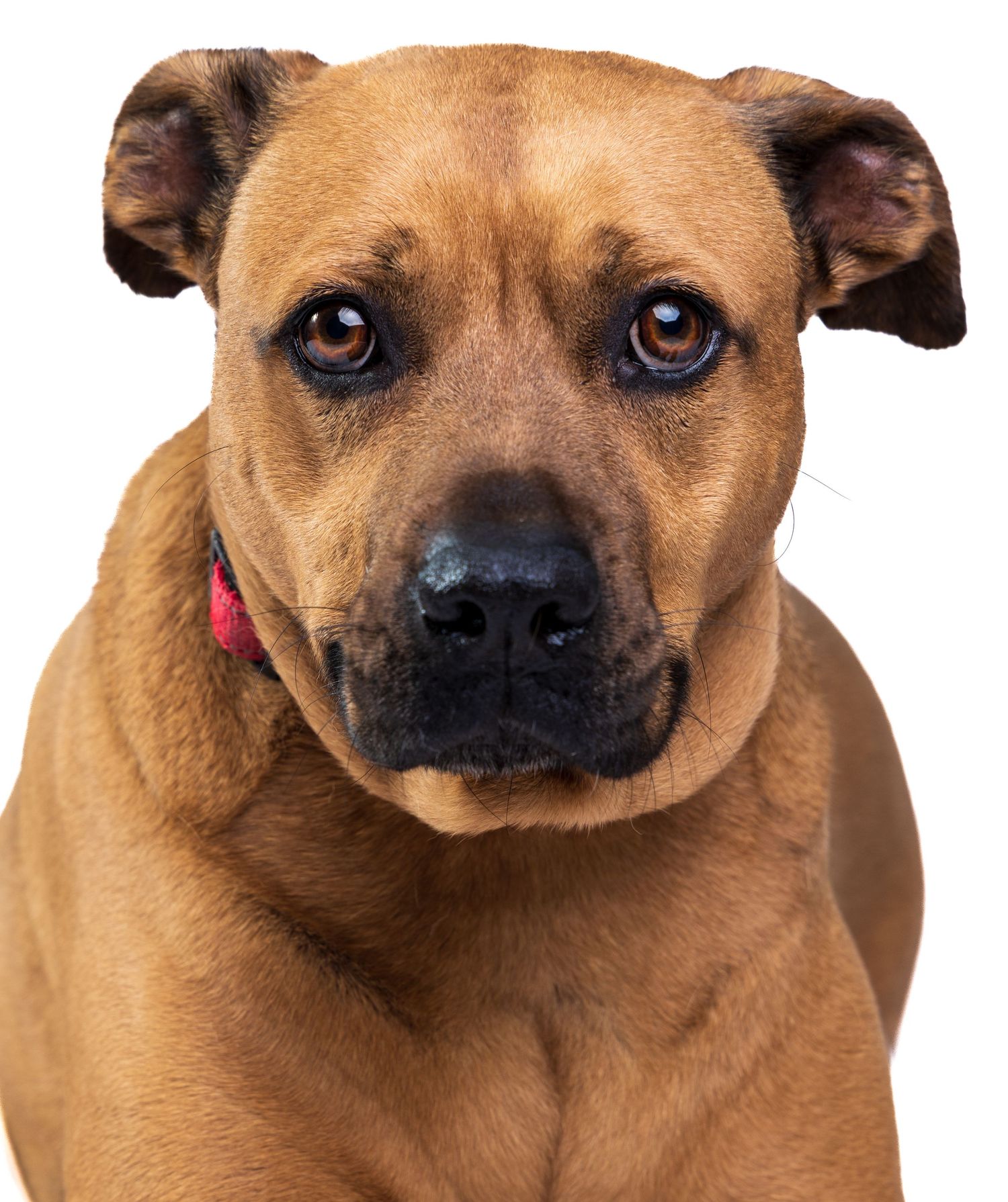 Close-up of a tan mixed-breed dog with expressive brown eyes wearing a red collar.