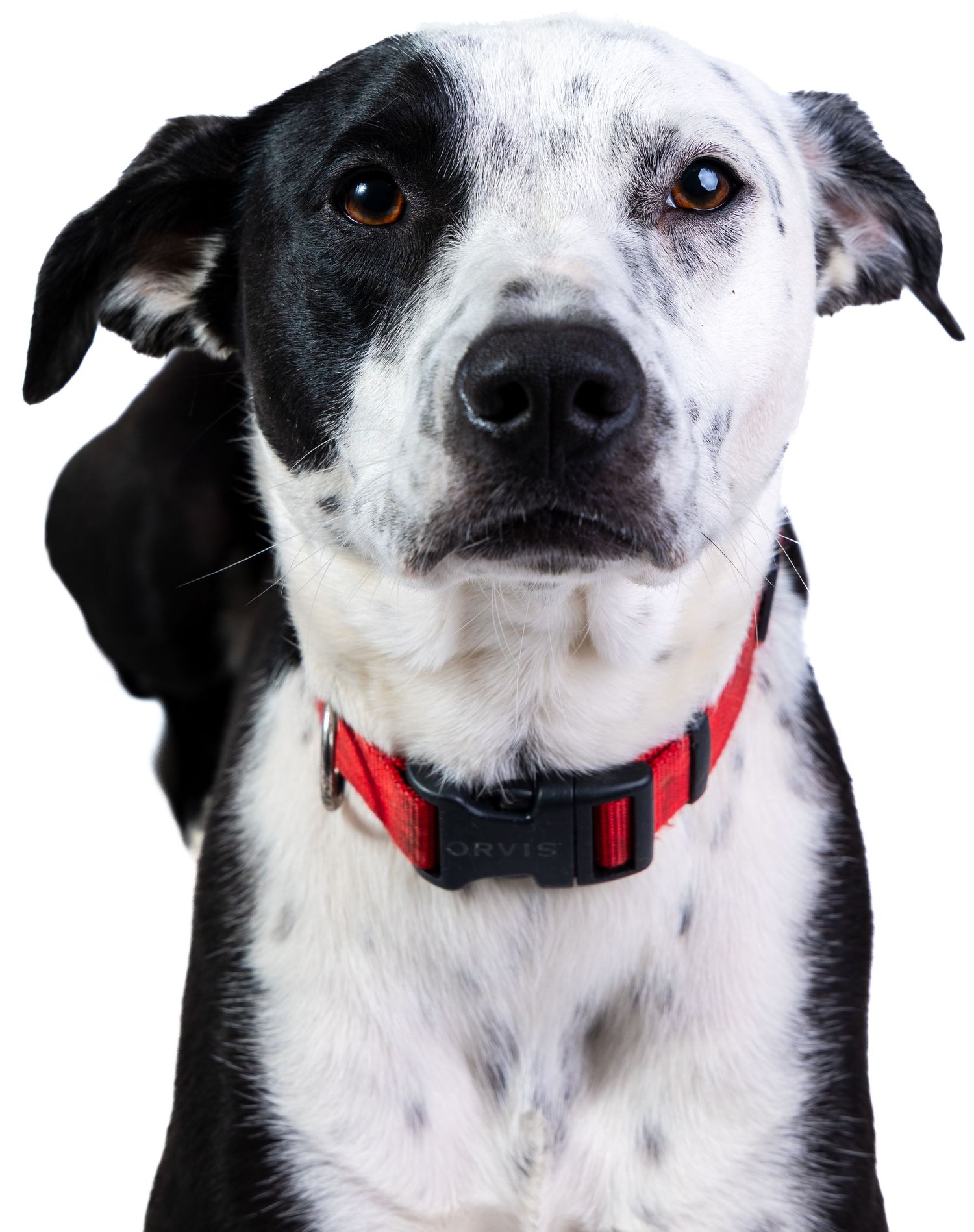 Front-facing portrait of a black and white spotted dog wearing a red collar on white background.