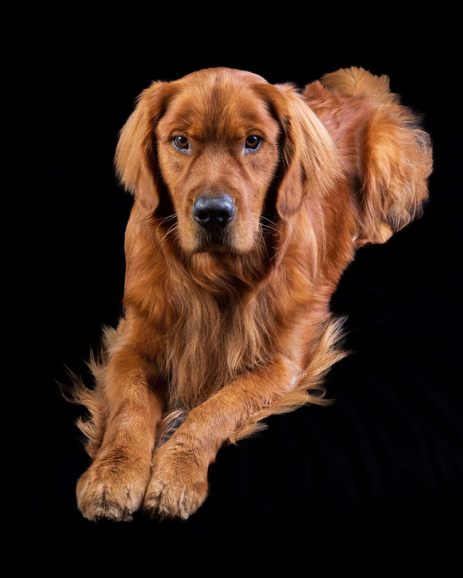 A fluffy dark red Golden Retriever puppy poses with paws forward against a black background.