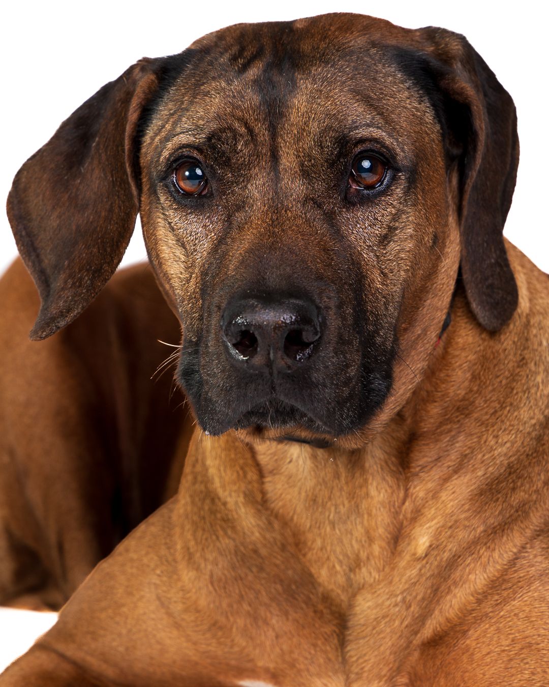A large brown Rhodesian Ridgeback mix dog lies down, gazing intently at the camera.