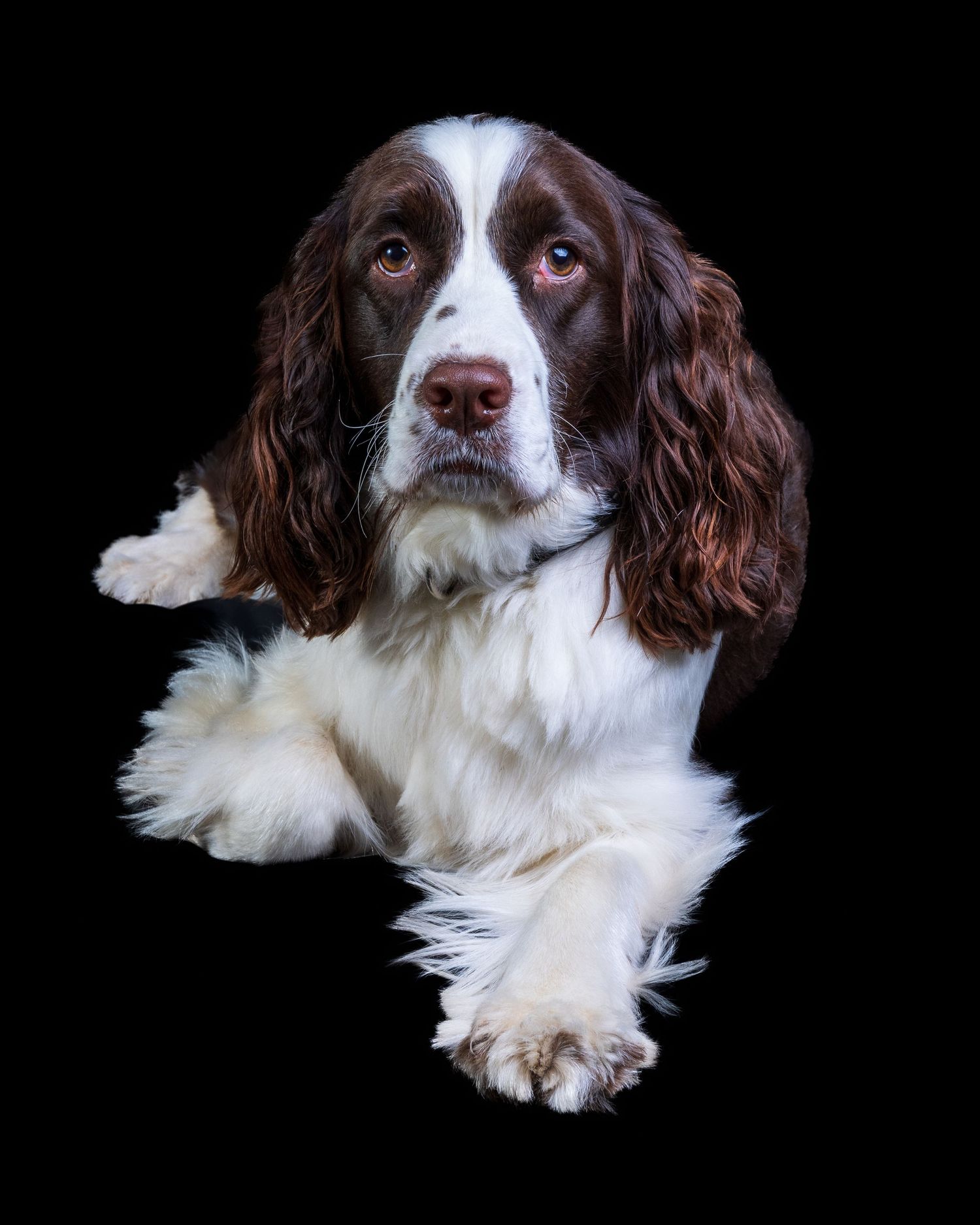 A brown and white English Springer Spaniel lies down with paws forward against a black background.