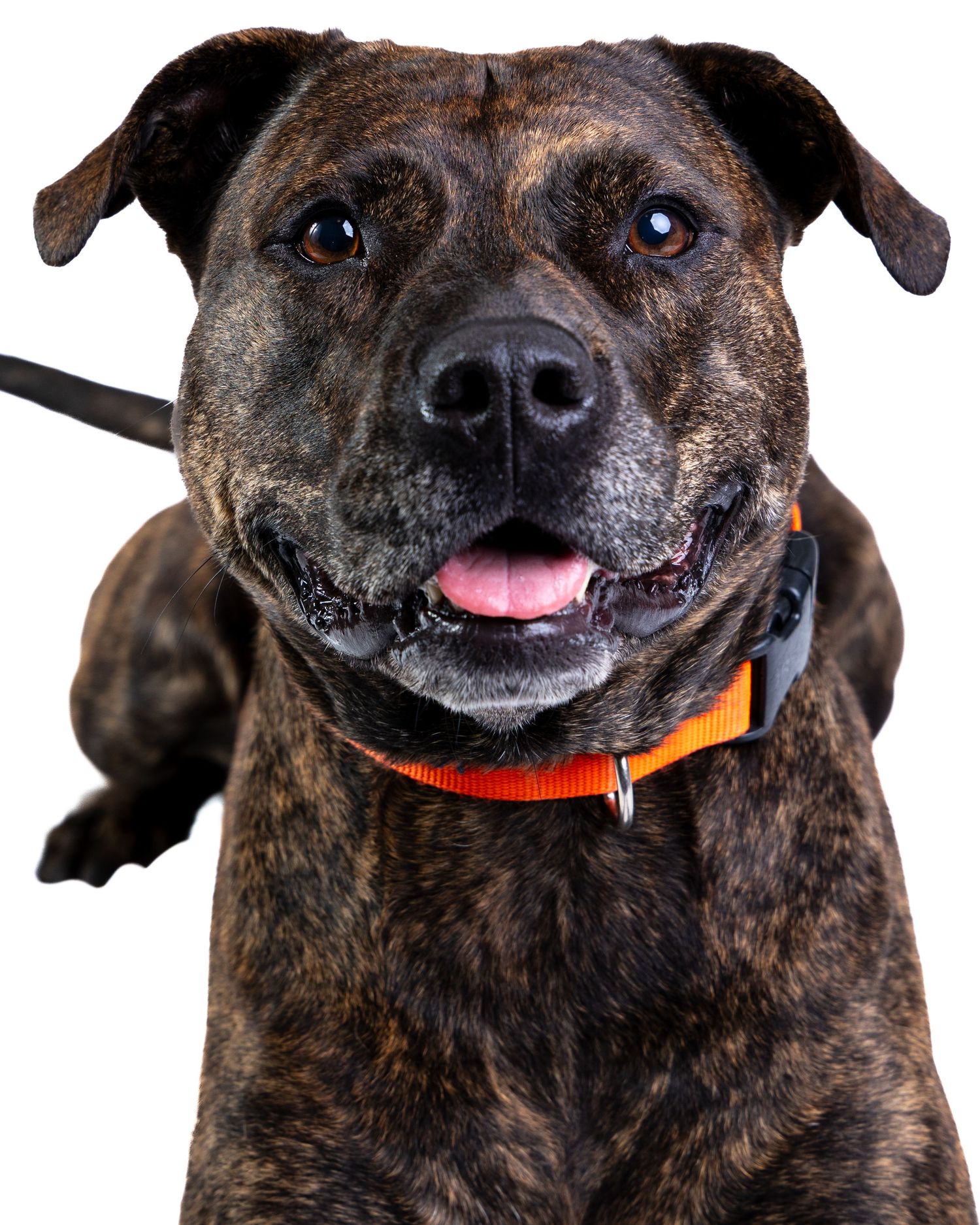 Portrait of a brindle dog smiling with tongue out, wearing an orange collar on white background.