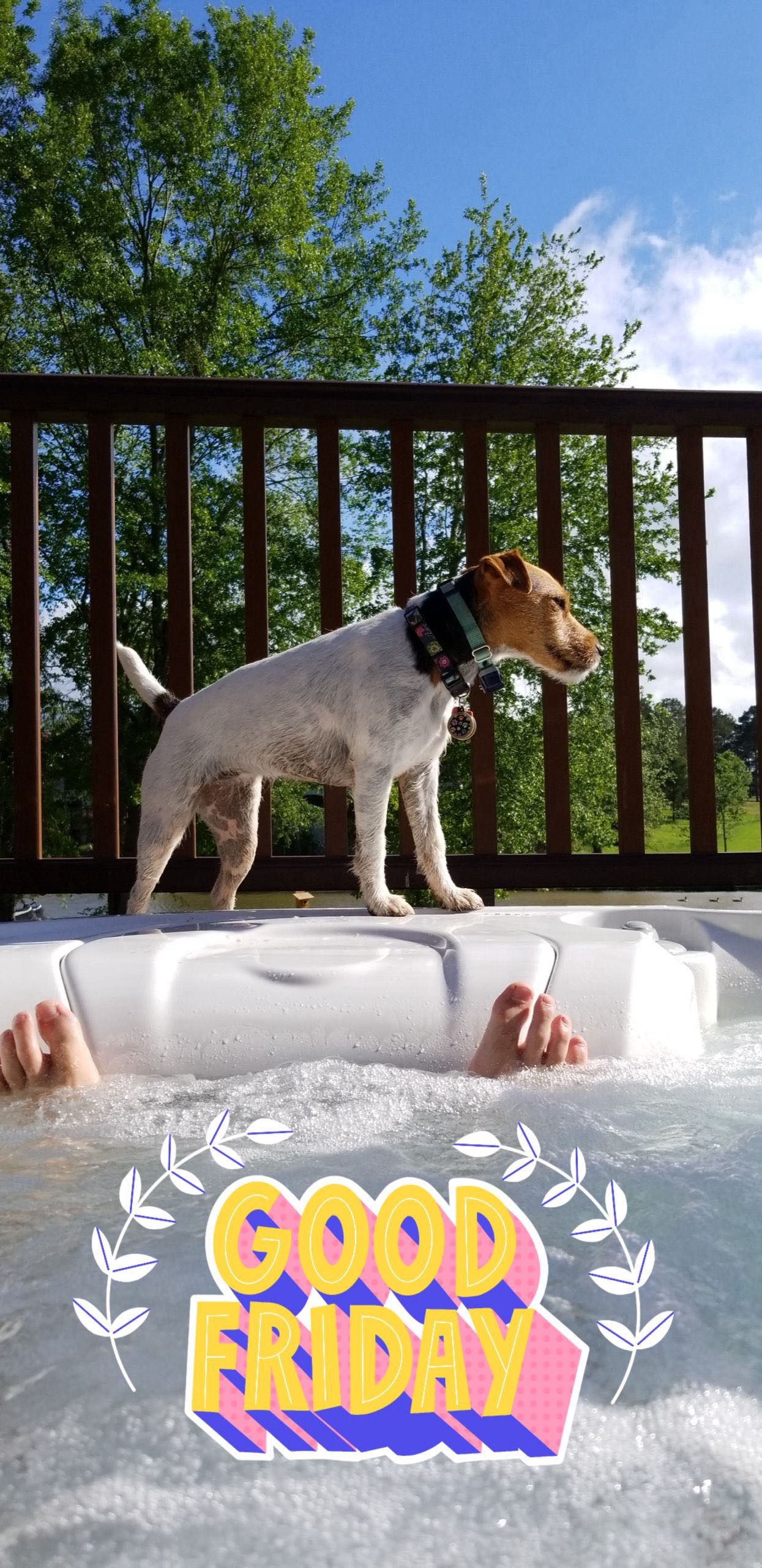 A Jack Russell Terrier stands on a hot tub edge on a sunny day.
