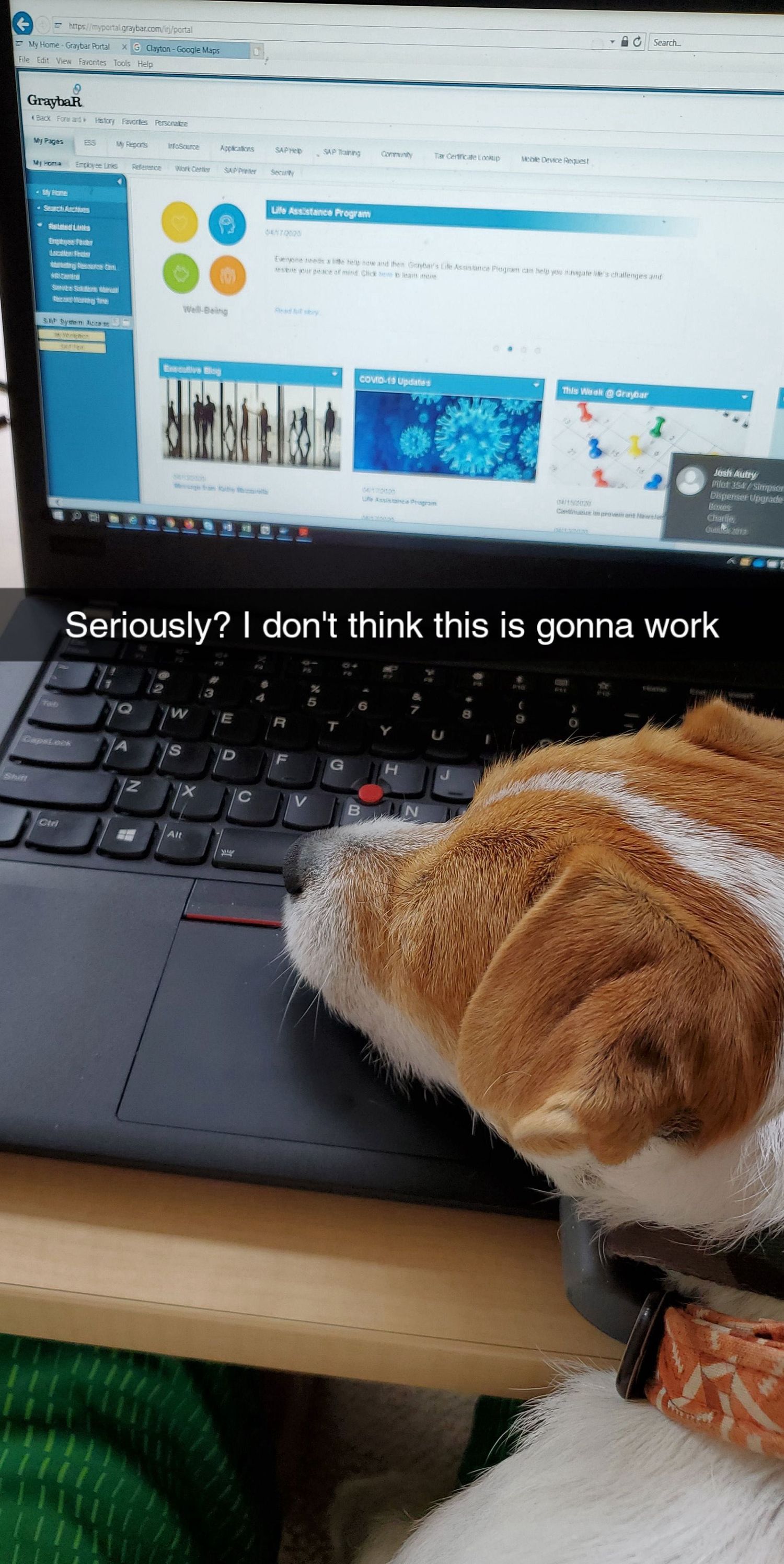 Jack Russell Terrier resting its head on a laptop keyboard.