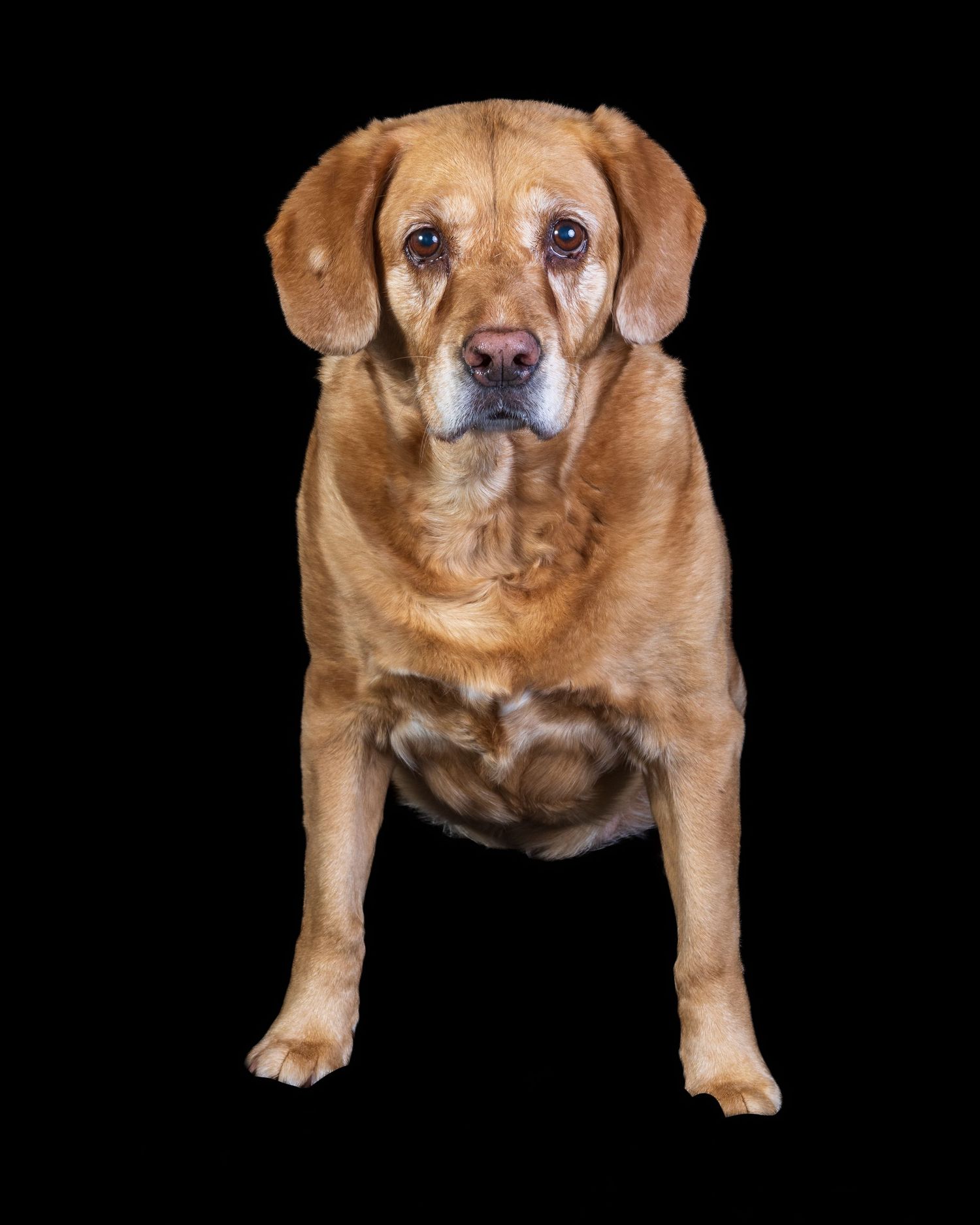 A stocky tan Labrador mix sits upright facing the camera against a solid black background.