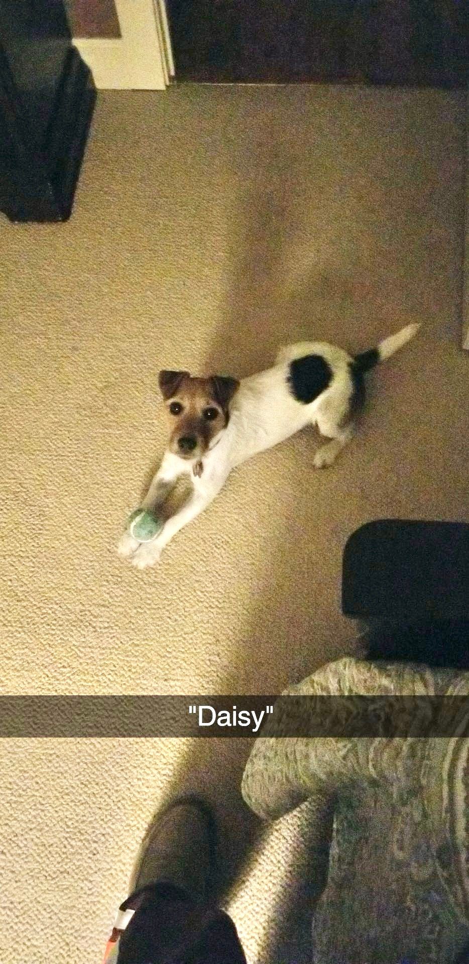 Small Jack Russell Terrier dog lying on carpet holding a green toy ball, named Daisy.