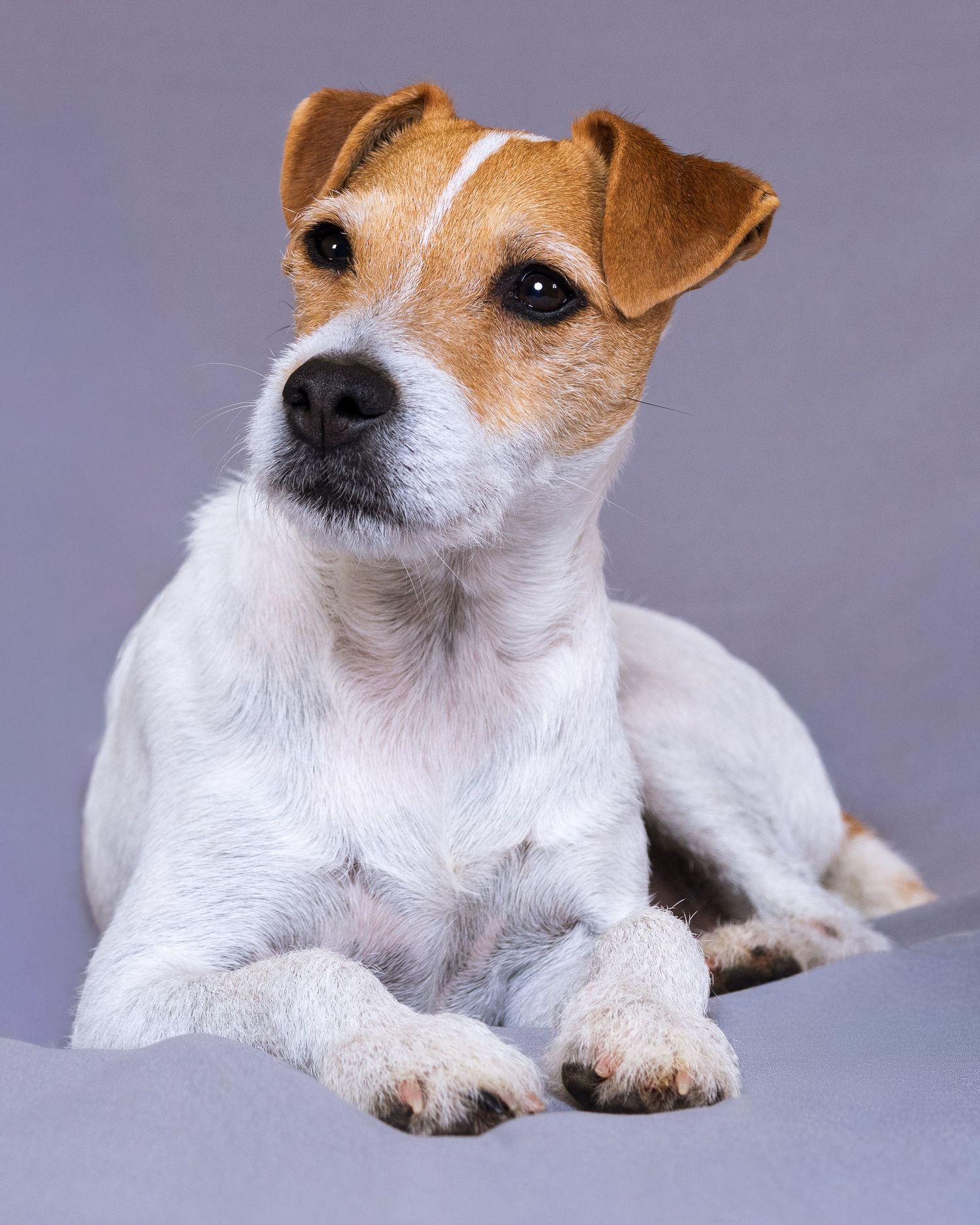 A smooth-coated Jack Russell Terrier poses elegantly against a soft gray studio background.