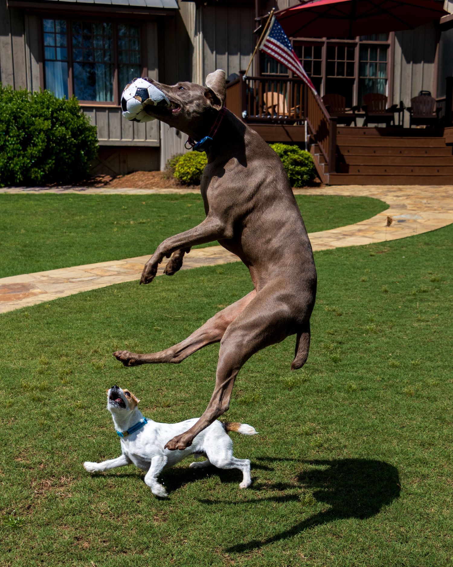 Large grey Weimaraner dog leaping to catch a soccer ball while a small Jack Russell terrier runs below.