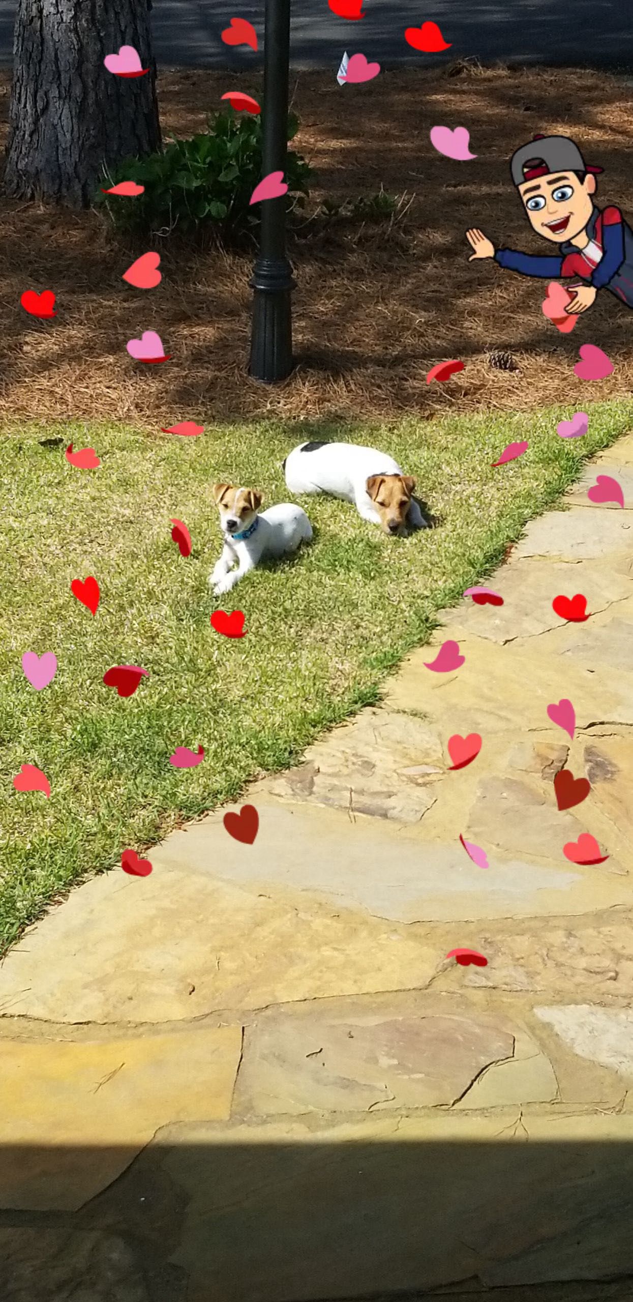Two Jack Russell Terrier puppies relax on green grass.
