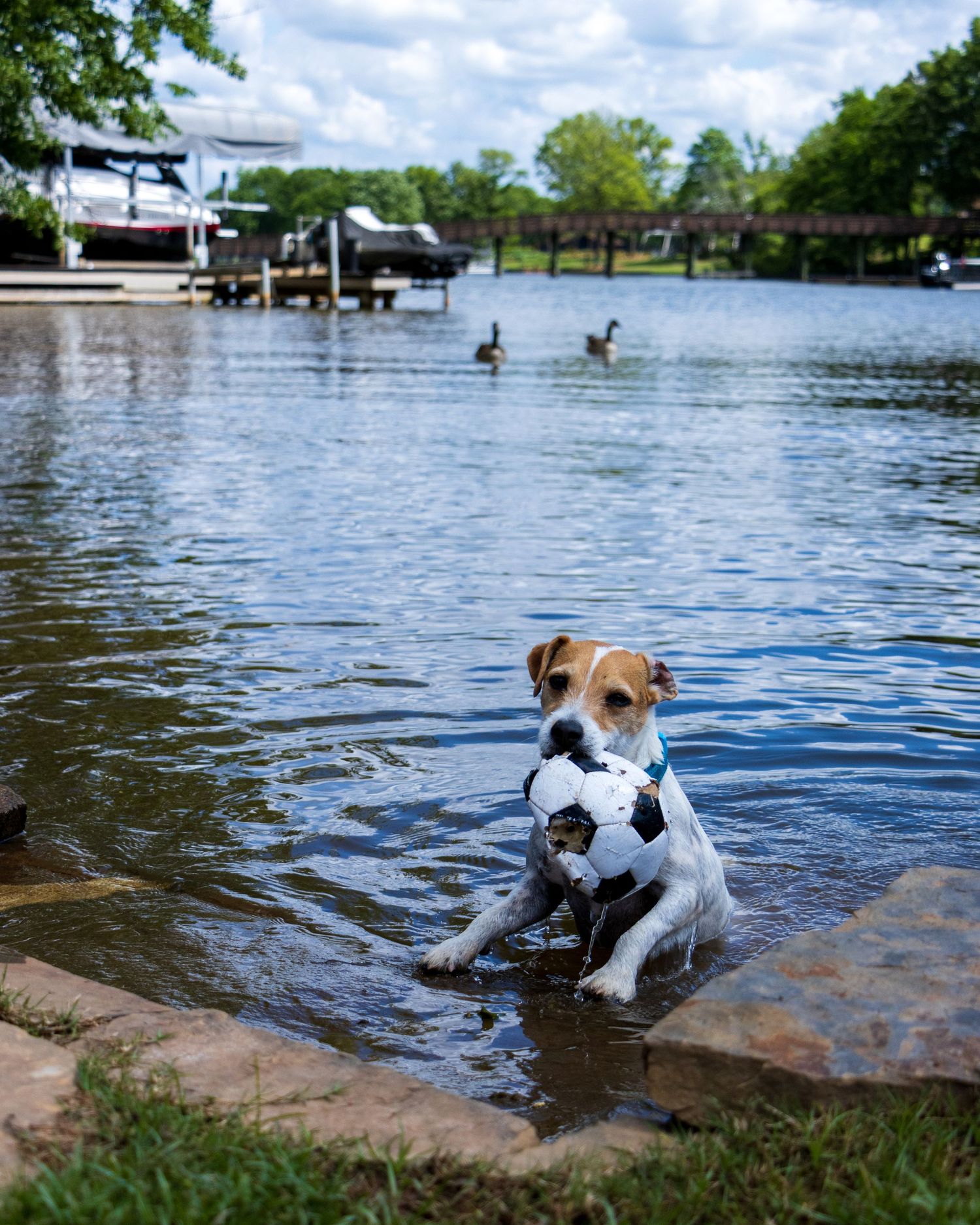 Jack Russell Terrier taking a breather in lake water carrying a black and white soccer ball toy.