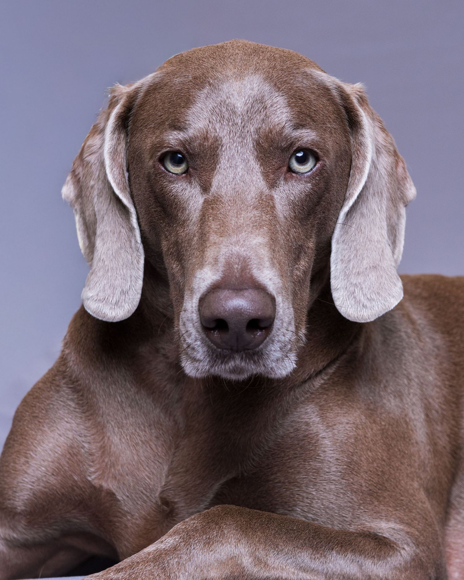 A sleek brown Weimaraner dog poses with a serious expression against a gray studio background.