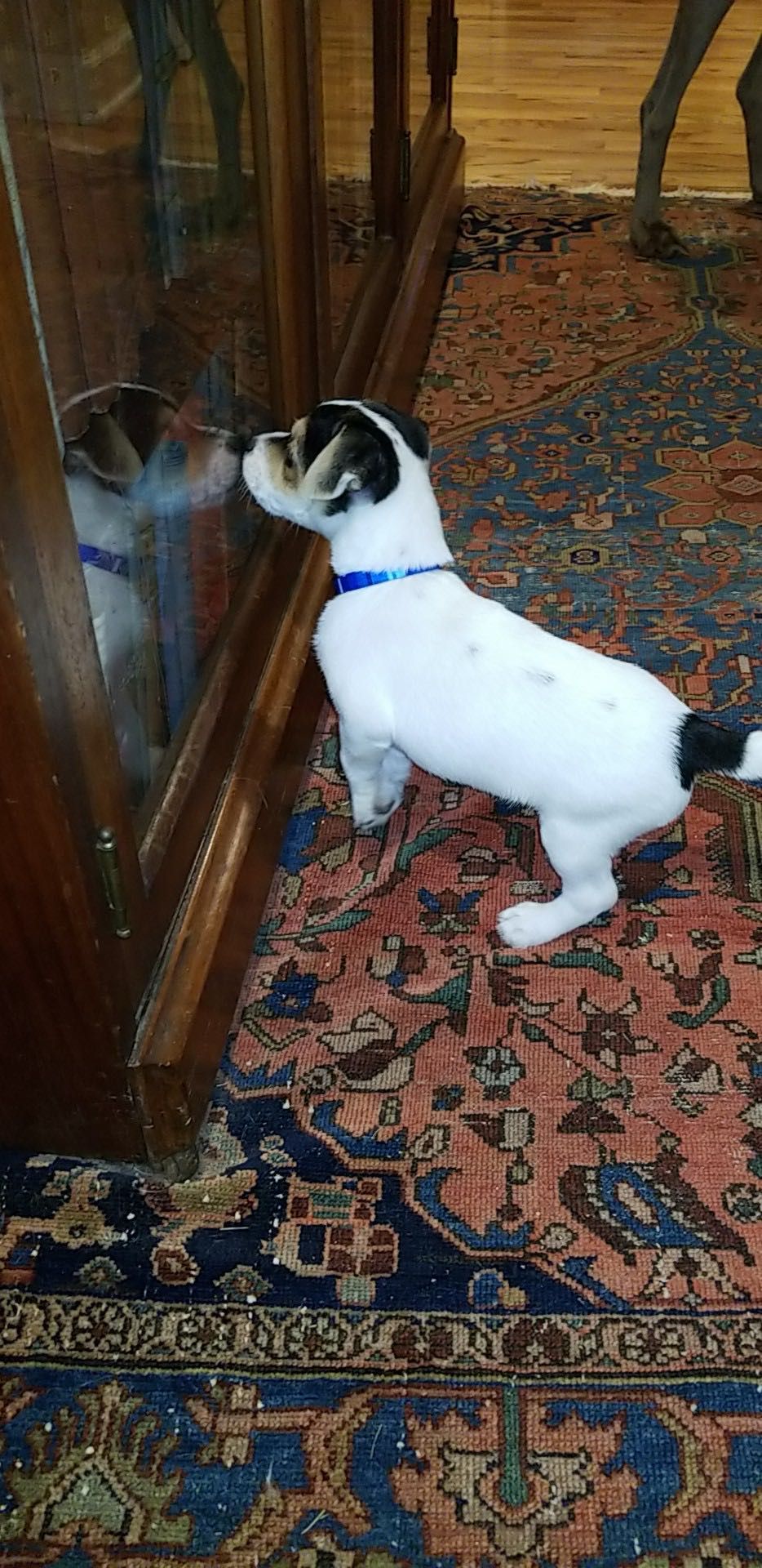 White and black Jack Russell Terrier dog looking at its reflection in a glass cabinet door on a patterned rug.