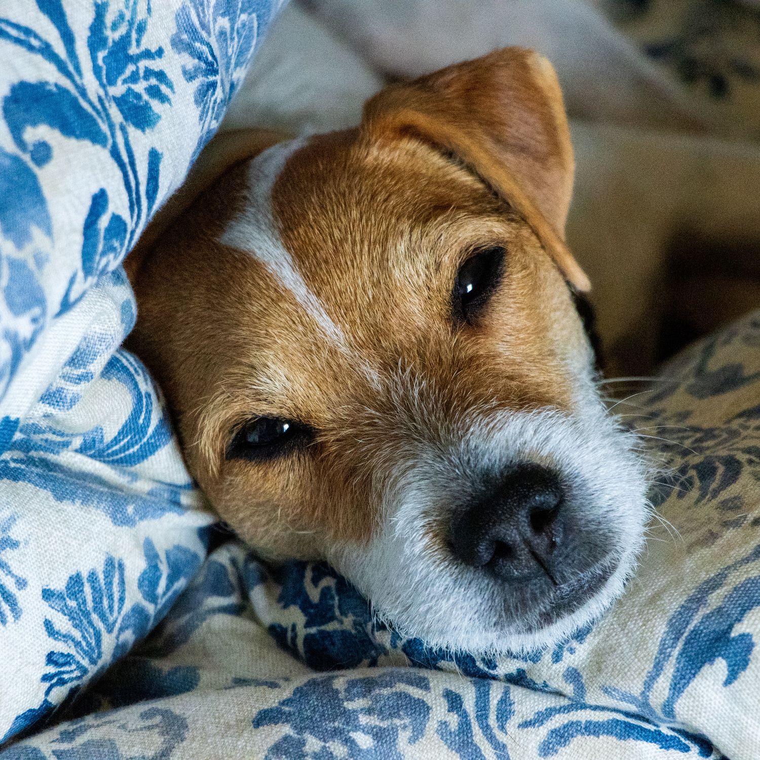Adorable Jack Russell Terrier snuggled between blue and white floral pillows on a bed.