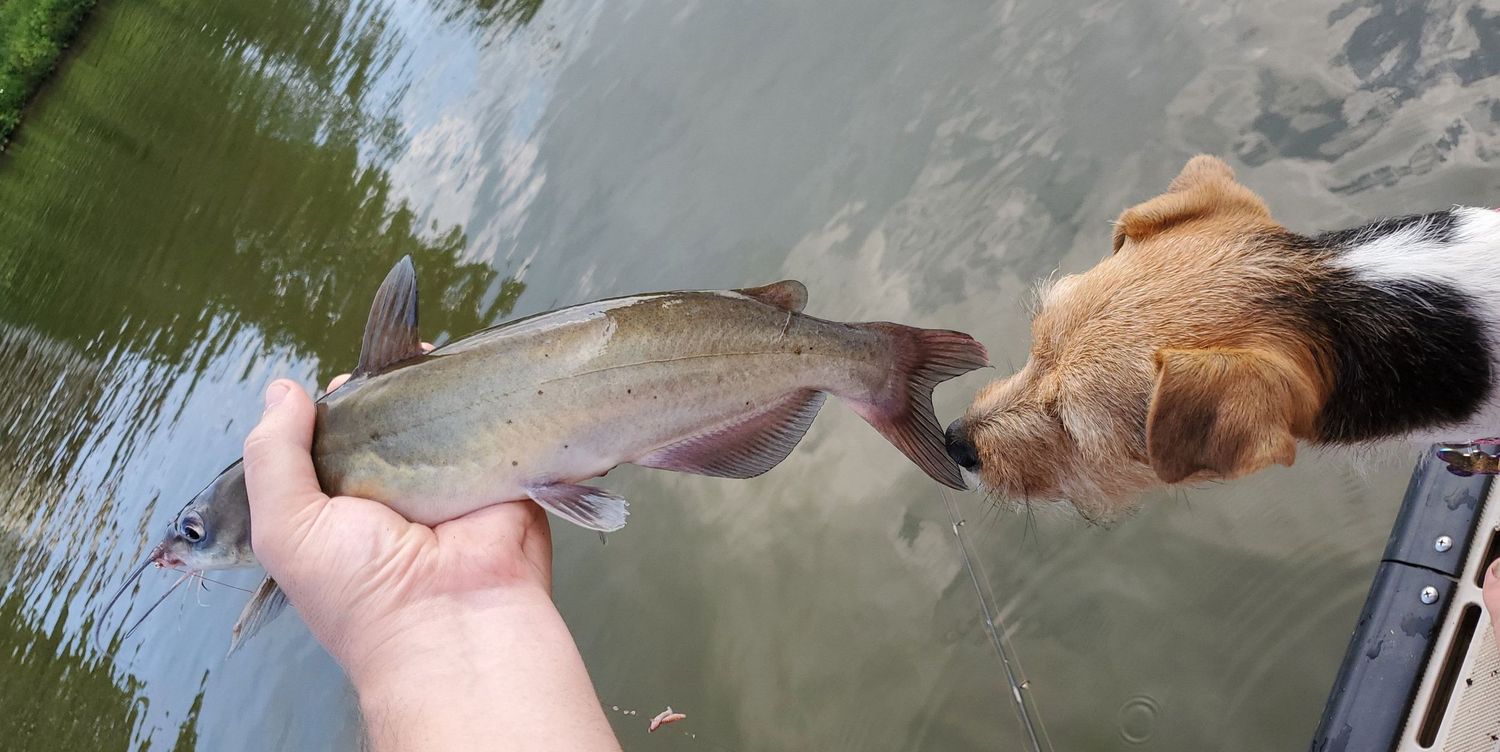 A Jack Russell Terrier sniffs a catfish held over calm water from a dock.