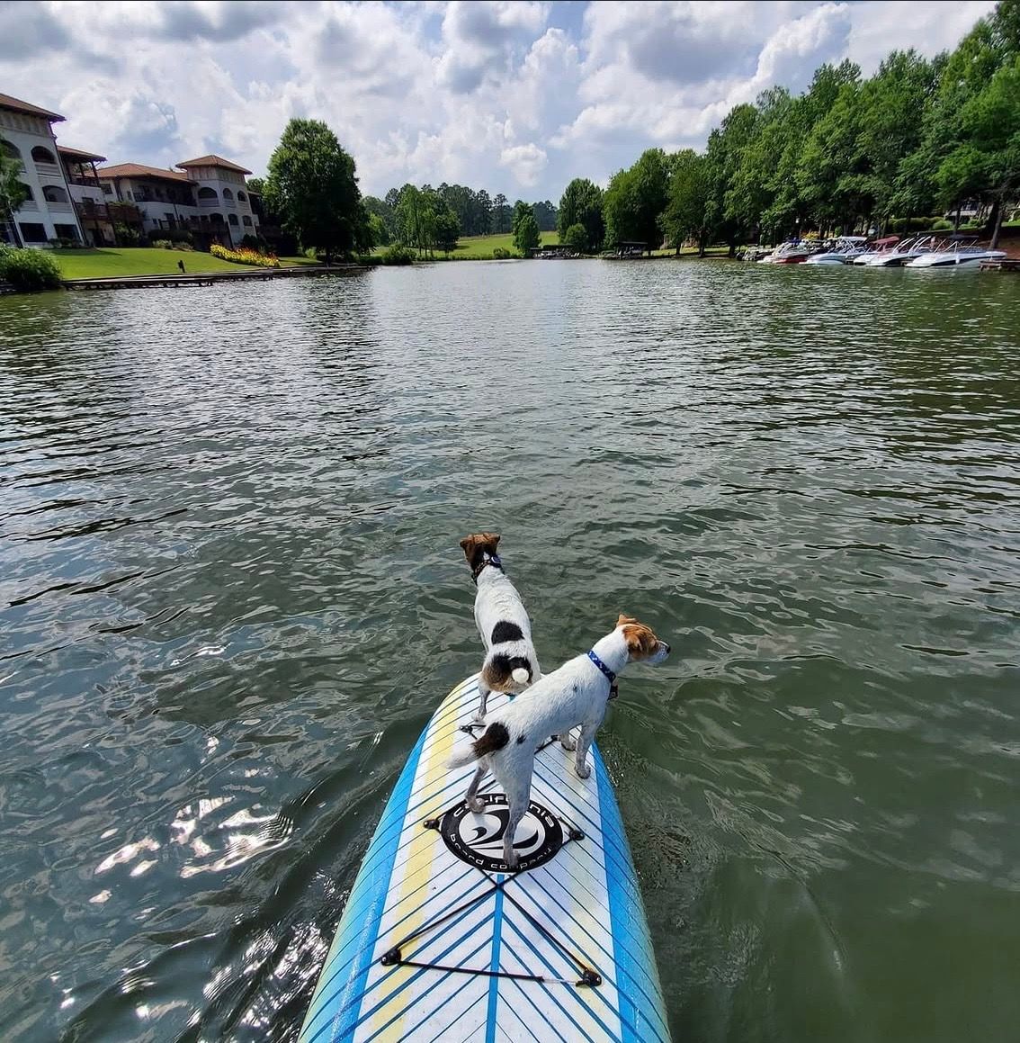 Two Jack Russell Terriers standing on a paddleboard on a calm lake surrounded by trees.