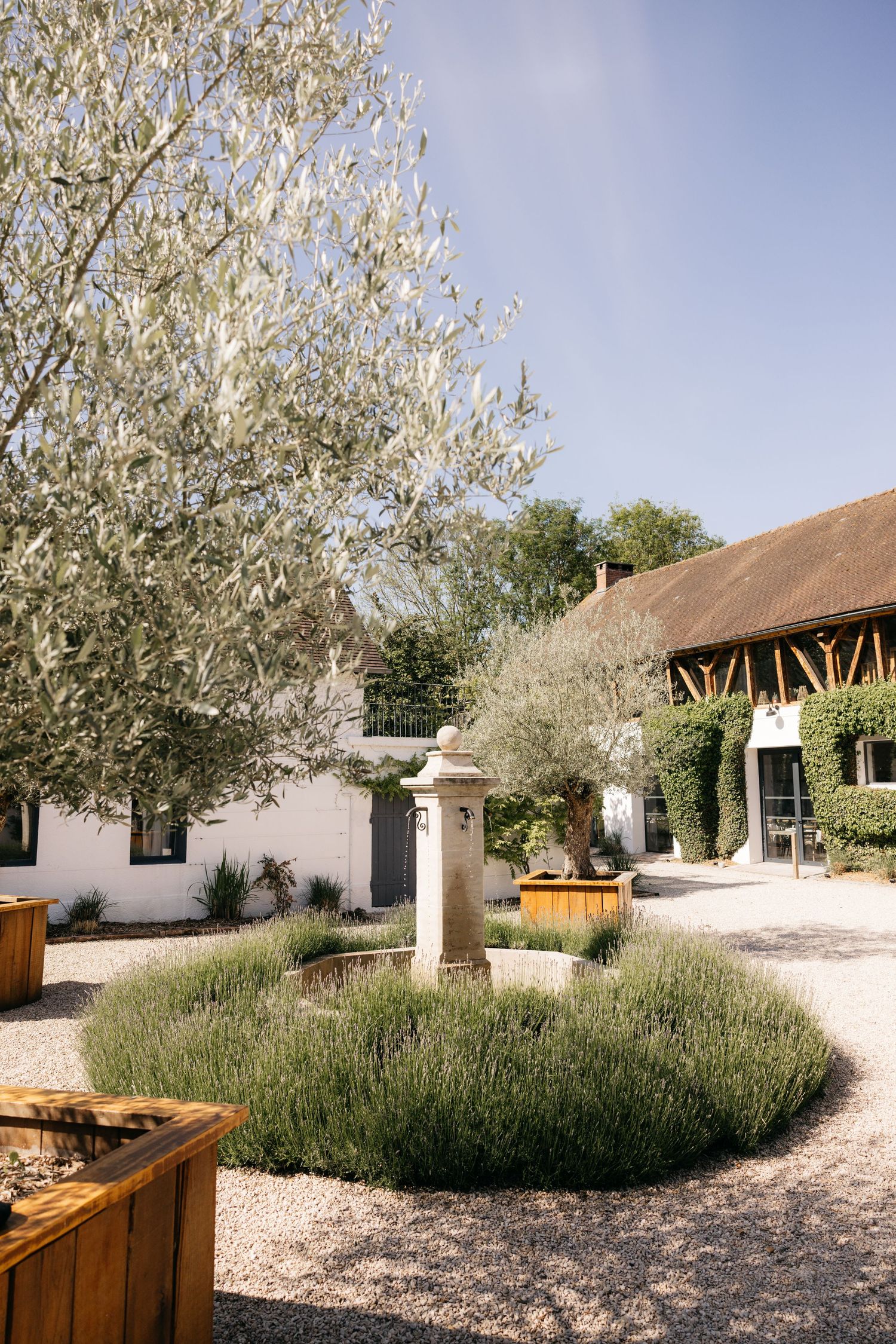 Cour de campagne française : jardin de lavande, fontaine en pierre, oliviers et grange couverte de lierre.