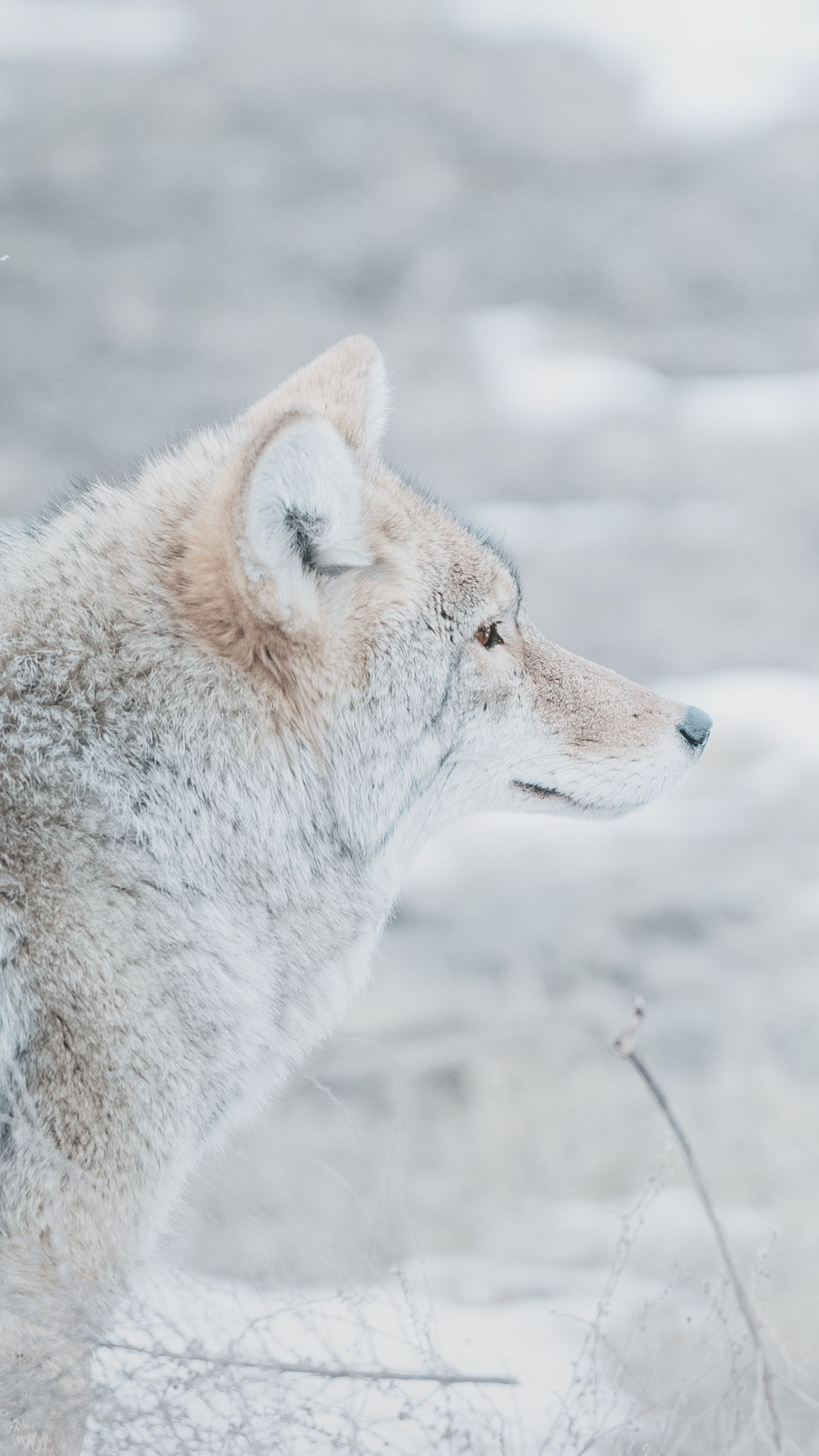 Arctic Fox