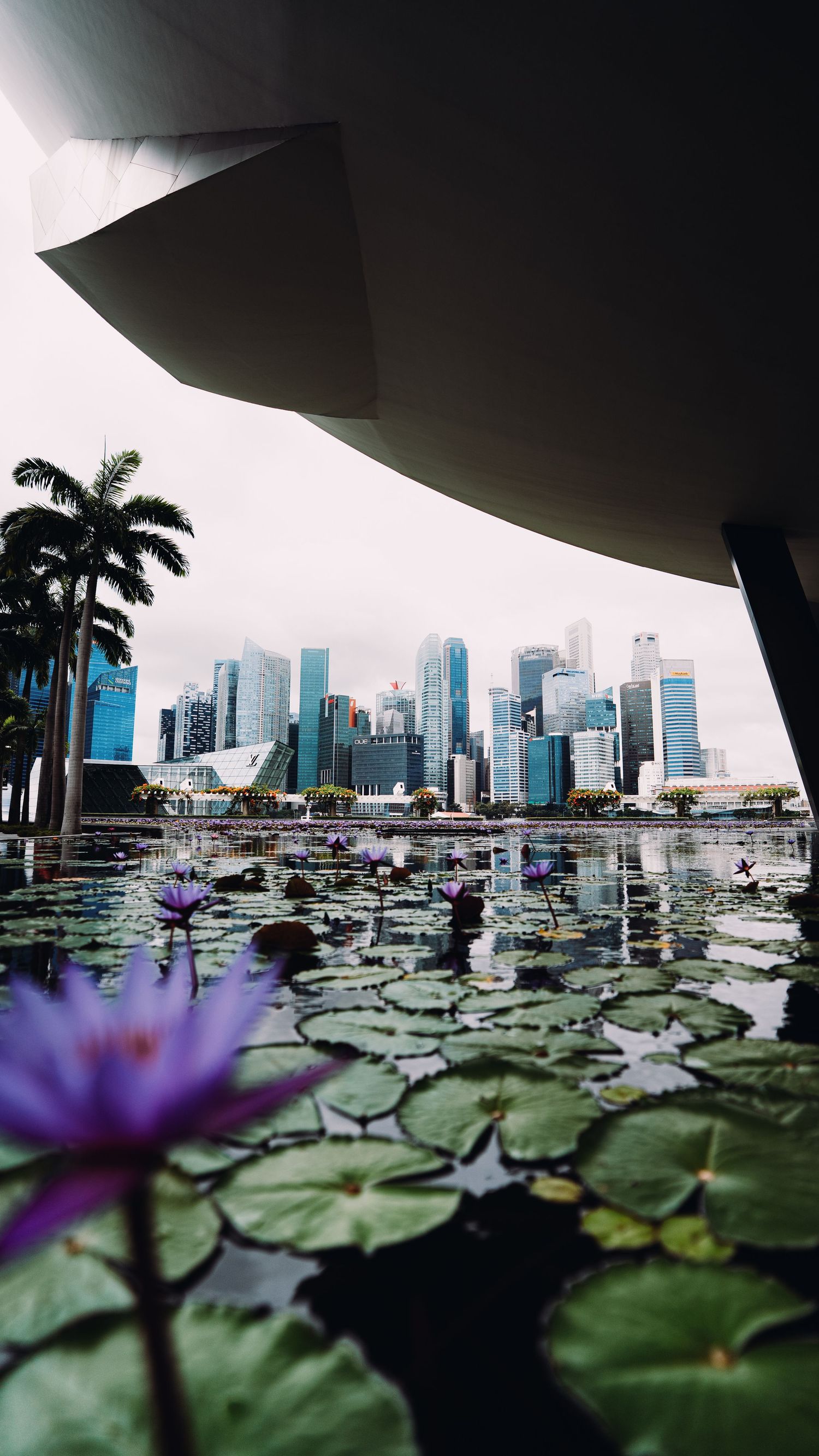 Marina Bay Water Lilies