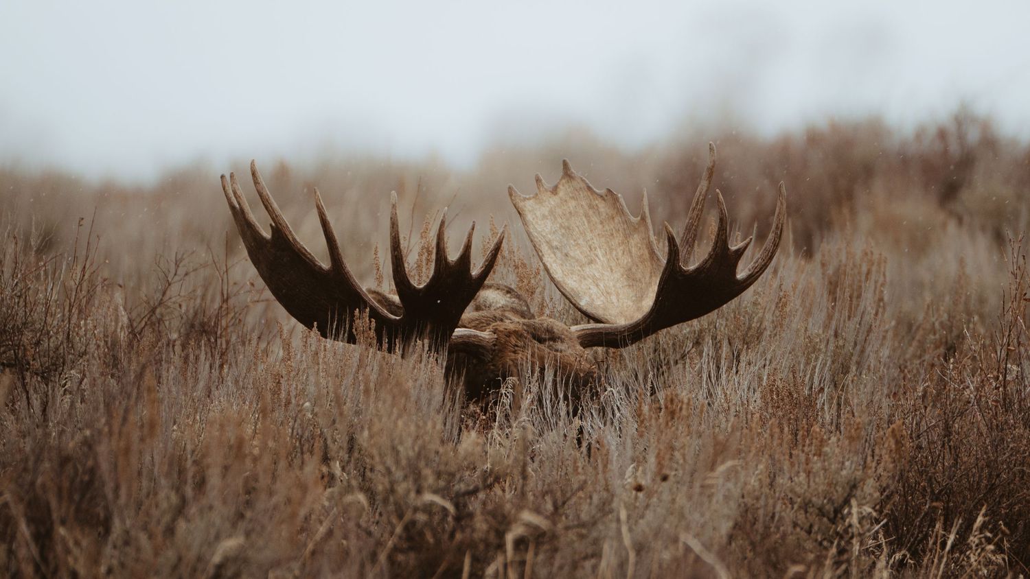 Moose Antlers