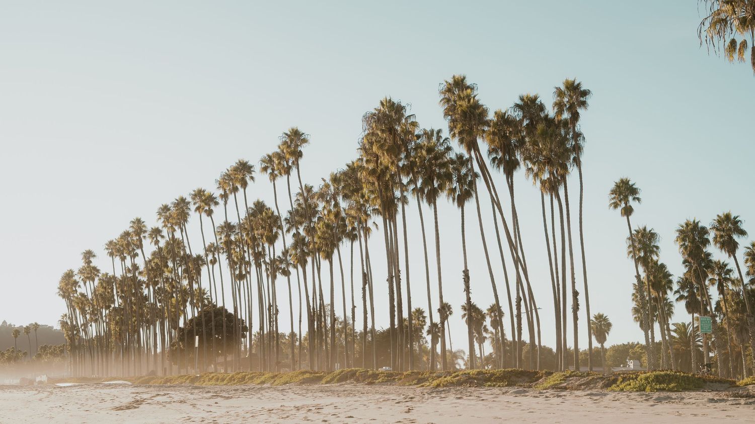 Beach Palms Golden
