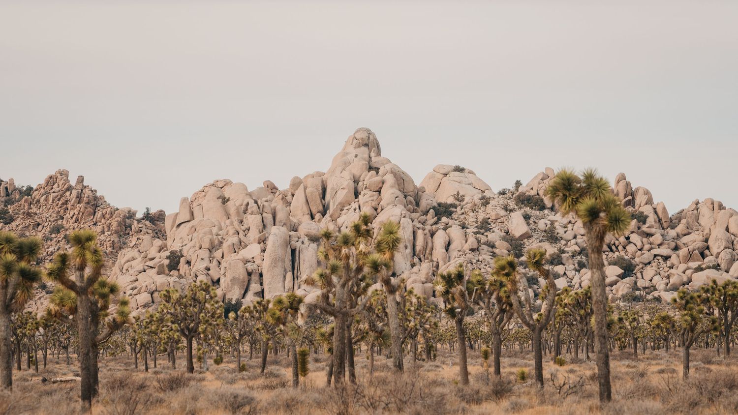 Joshua Tree