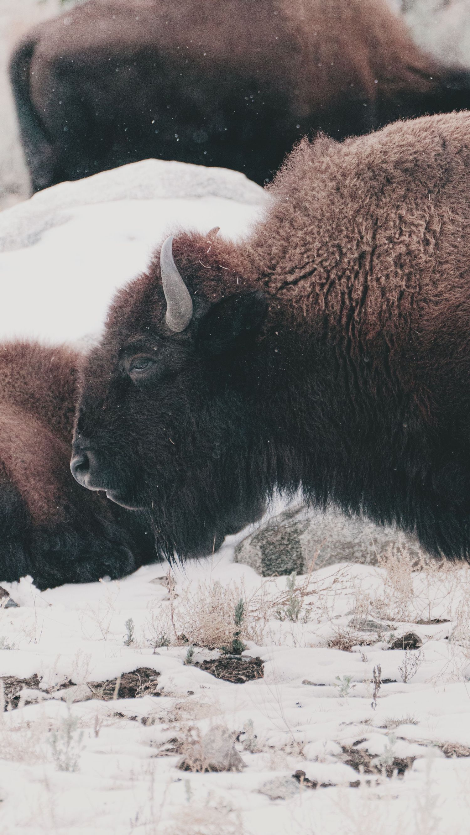 Bison in Snow