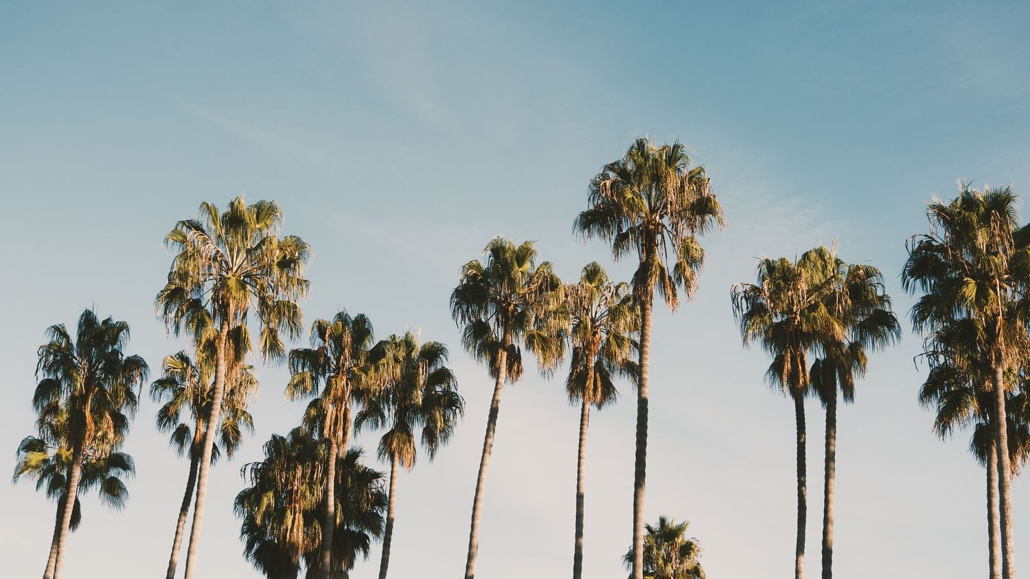 Palm Trees Sunset