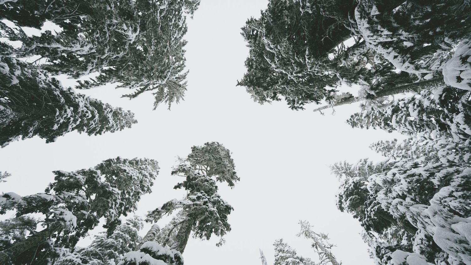 Snow Trees Circle
