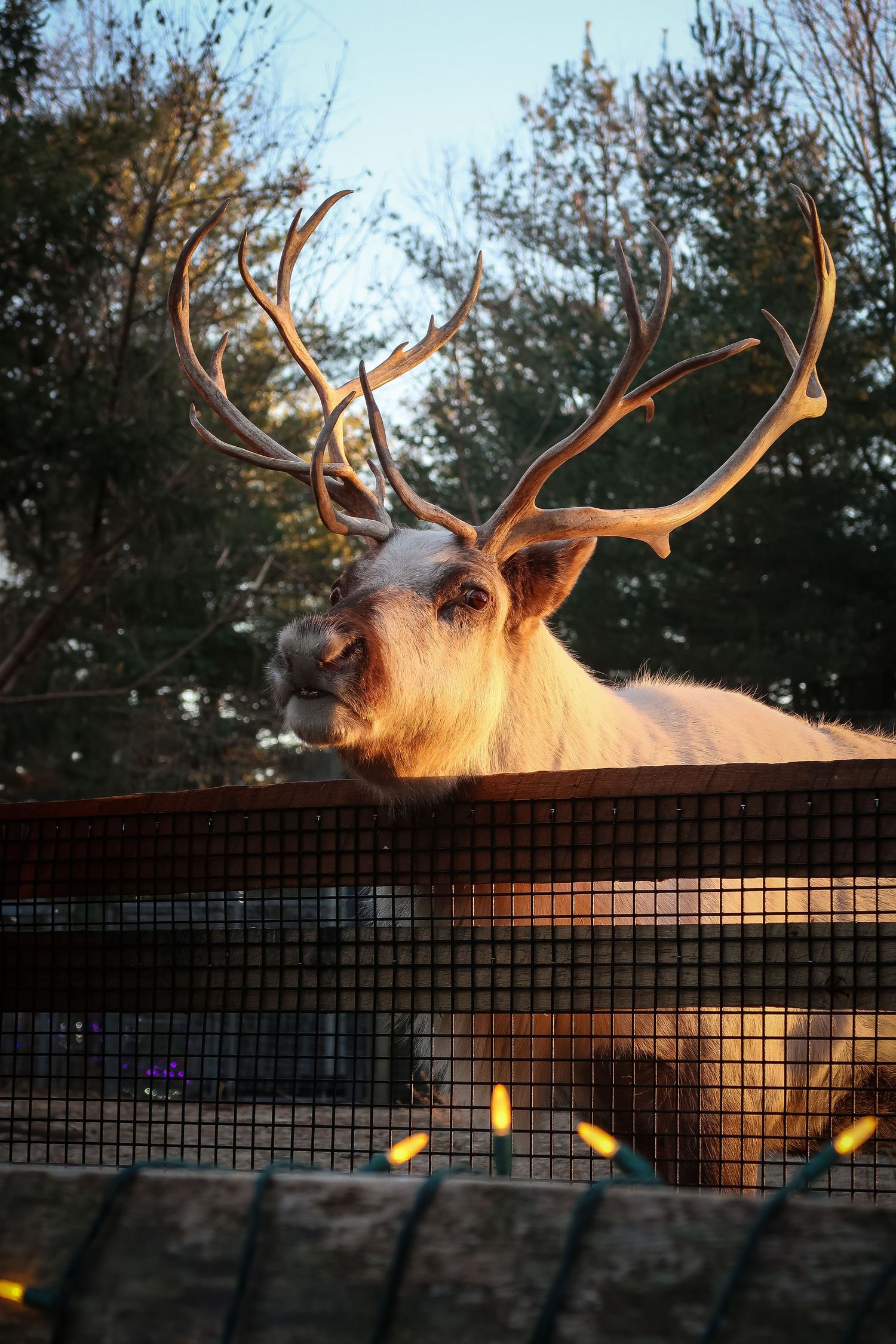 A majestic reindeer with large antlers peers over a fence at golden hour, bathed in warm sunlight.